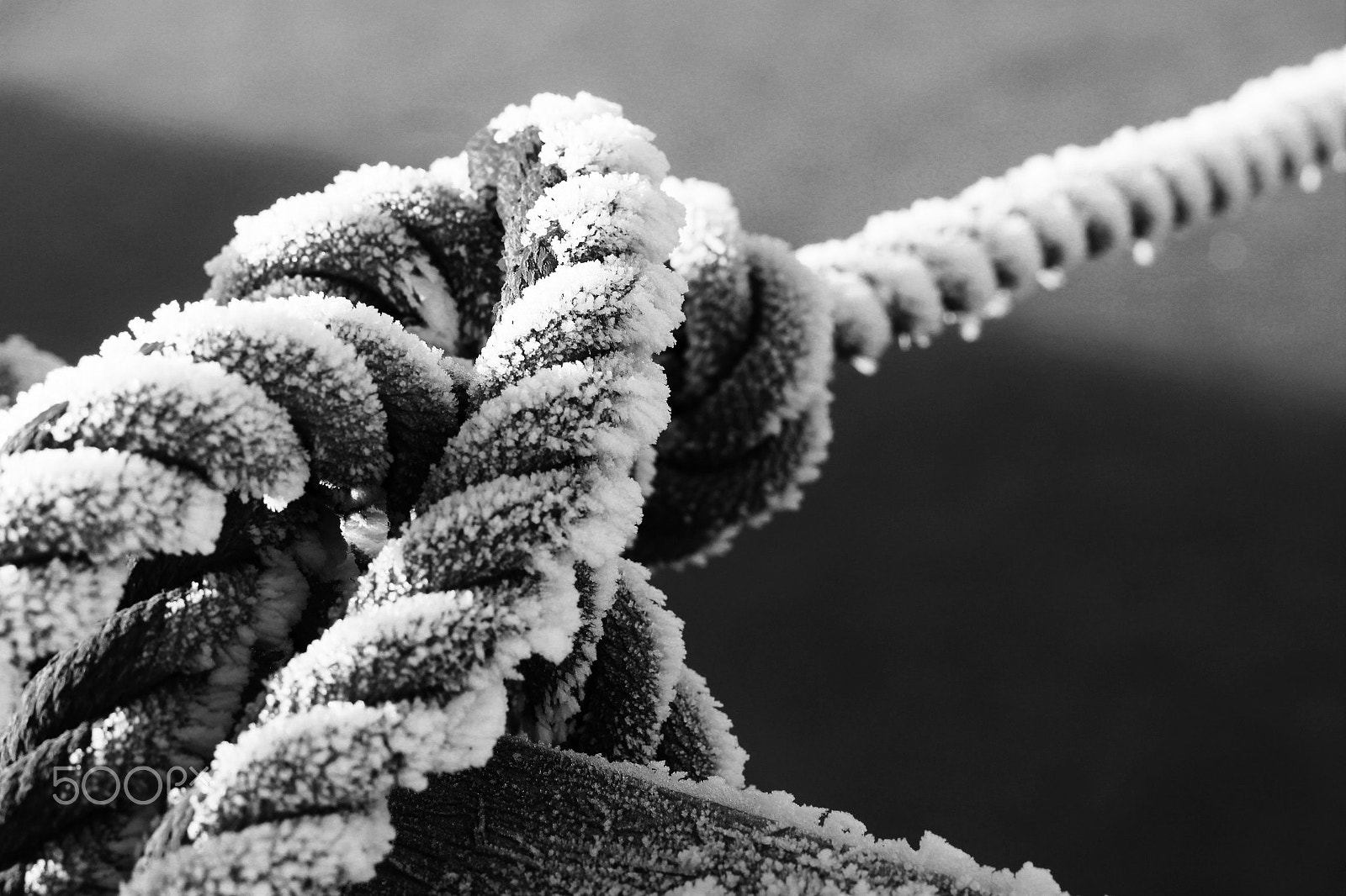 Canon EOS M + Canon EF 50mm F1.8 STM sample photo. Frozen rope, monochrome photography