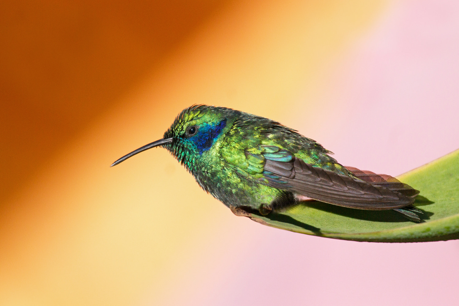 Sony 70-300mm F4.5-5.6 G SSM sample photo. Hummingbird photography