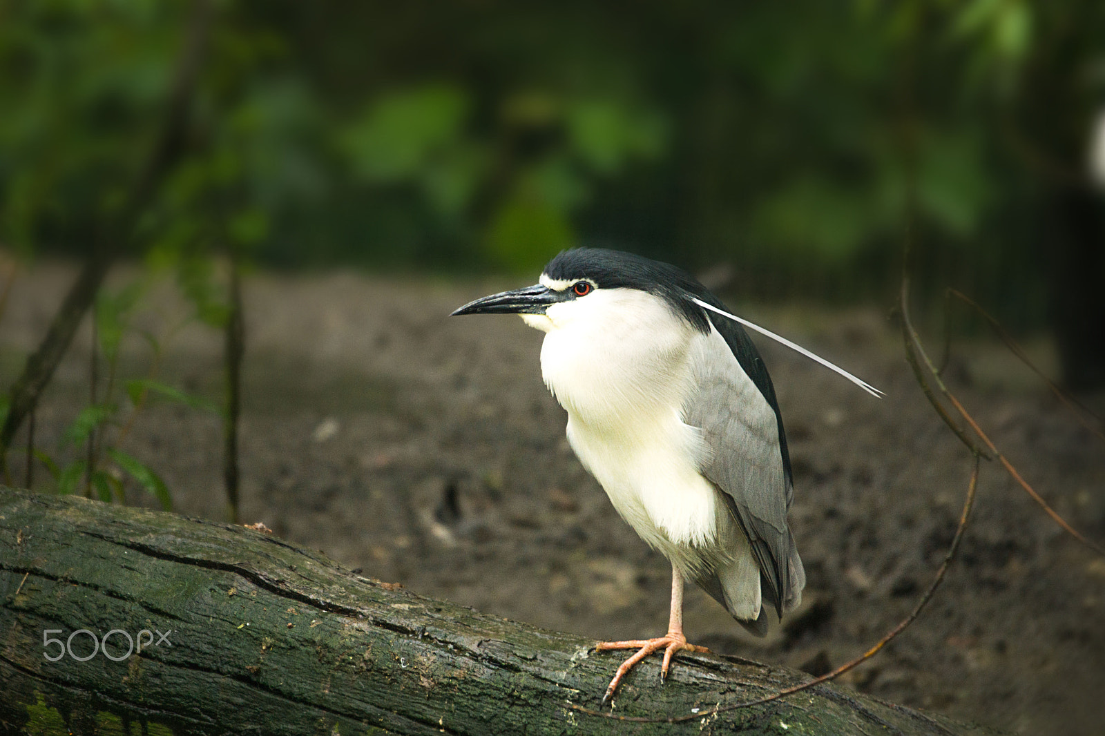Sigma 150-500mm F5-6.3 DG OS HSM sample photo. Fa209 photography