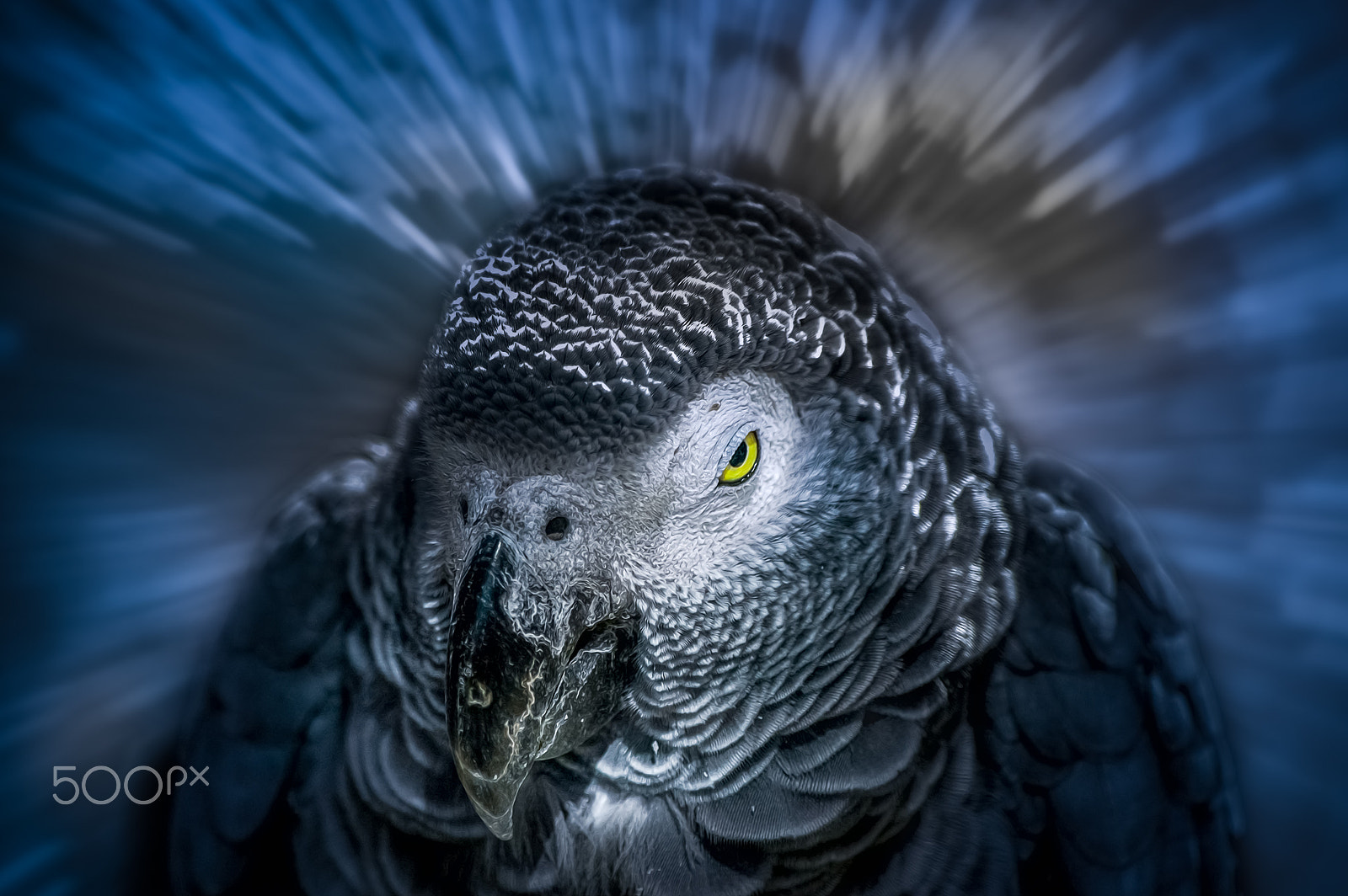 Nikon D70s sample photo. I am watching you .... photography