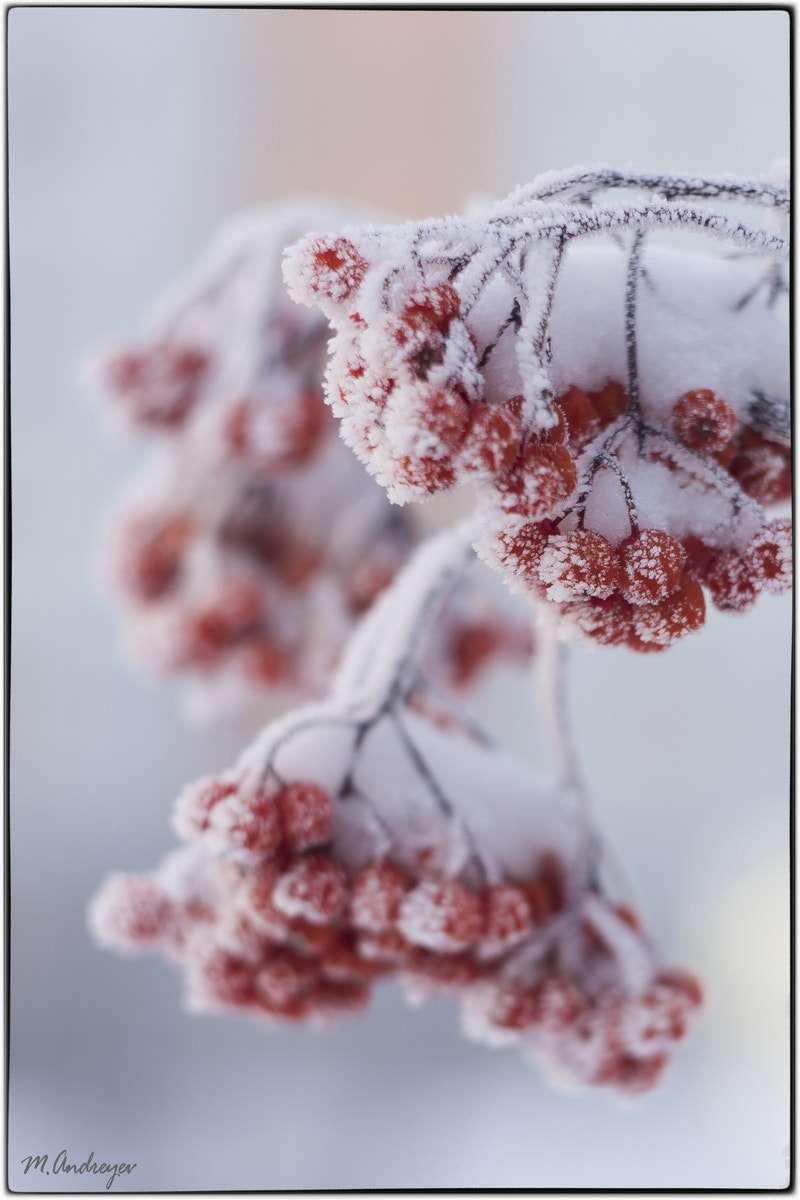 Sony Alpha DSLR-A580 + Minolta AF 50mm F1.7 sample photo. Зимняя радость photography