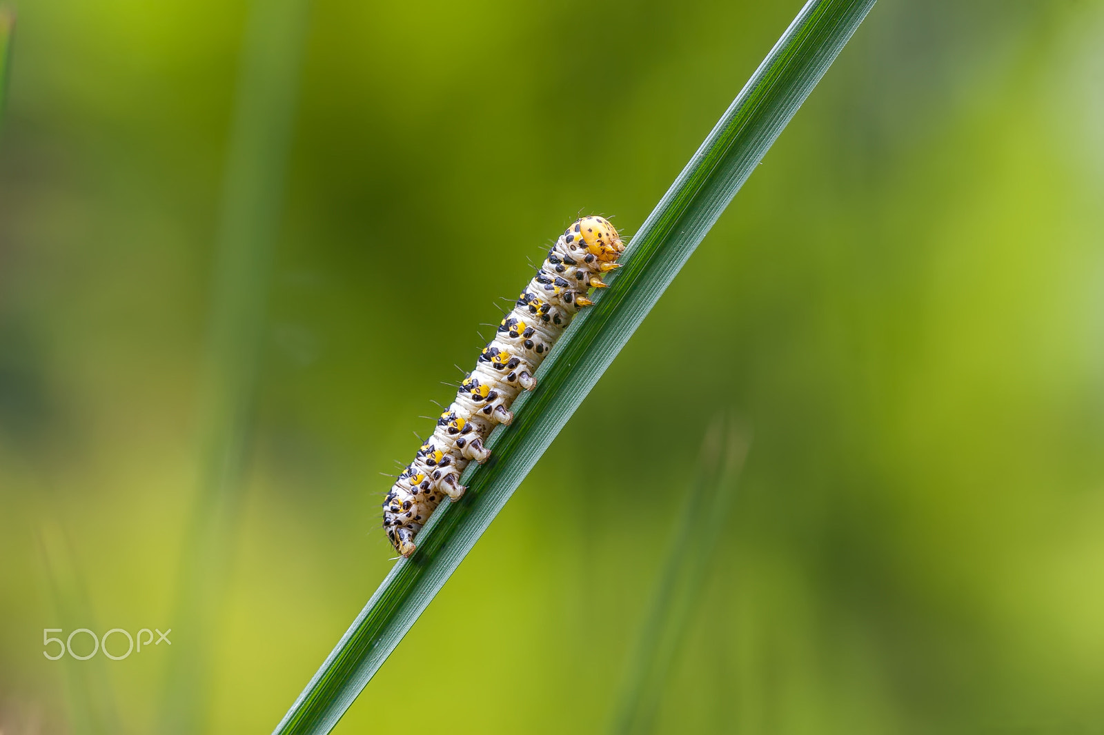 Canon EOS 30D + Canon EF 100mm F2.8 Macro USM sample photo. Caterpillar crawling on green twig photography