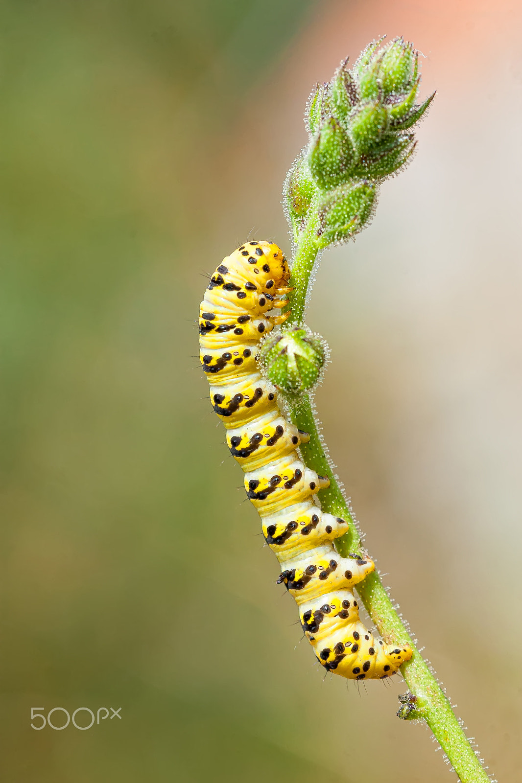 Canon EOS 30D + Canon EF 100mm F2.8 Macro USM sample photo. Caterpillar crawling on green twig photography