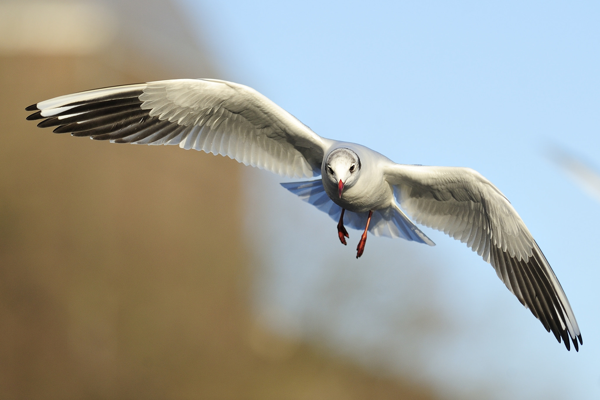 Nikon AF-S Nikkor 300mm F2.8G ED VR II sample photo. Seagull with spreaded wings 1 photography