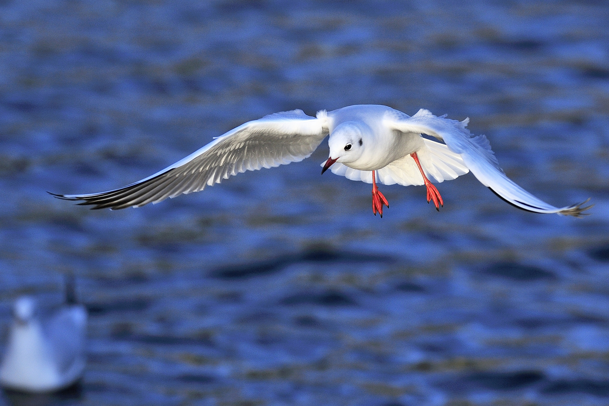 Nikon D3 + Nikon AF-S Nikkor 300mm F2.8G ED VR II sample photo. Seagull with spreaded wings 2 photography