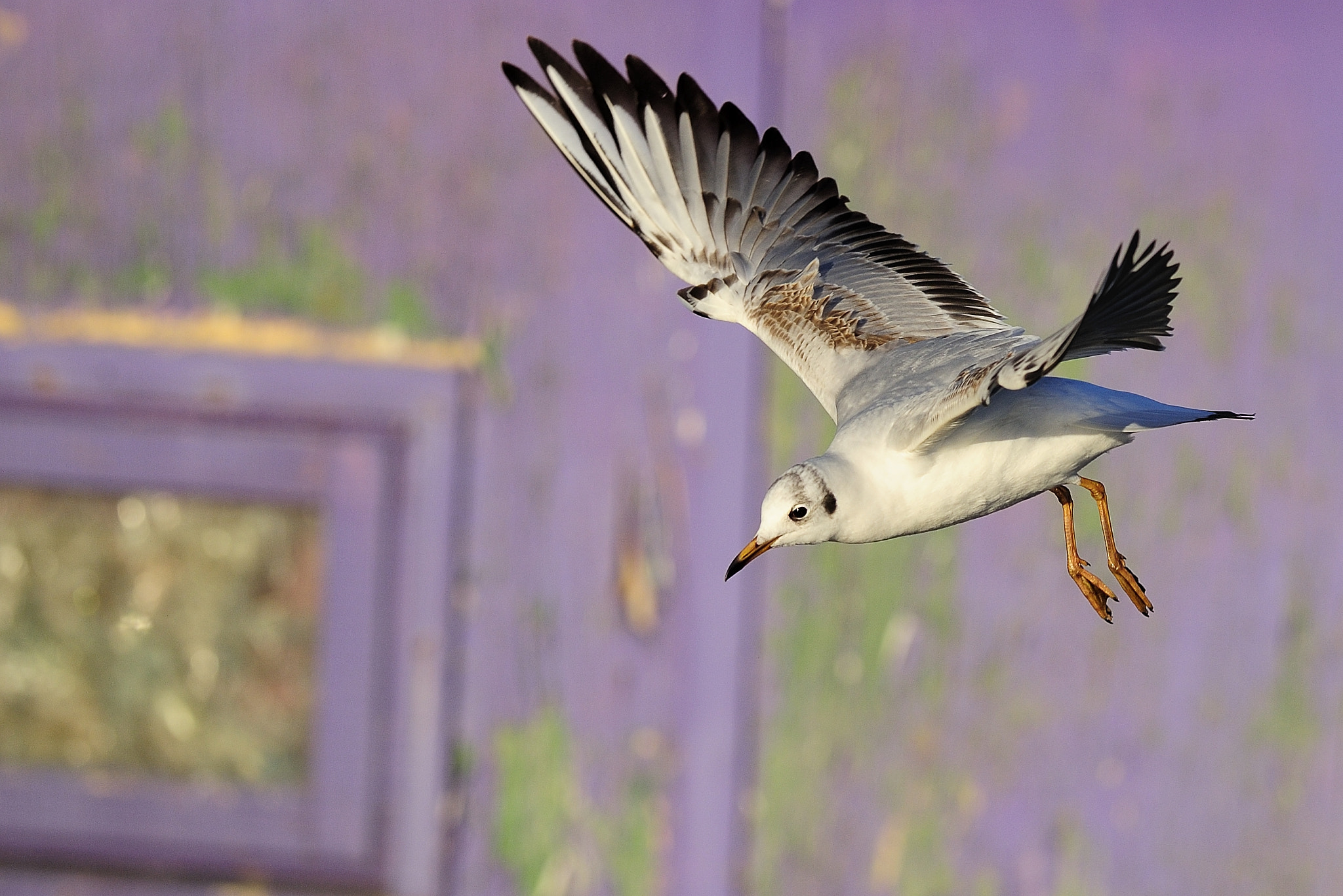 Nikon AF-S Nikkor 300mm F2.8G ED VR II sample photo. Seagull with spreaded wings 3 photography