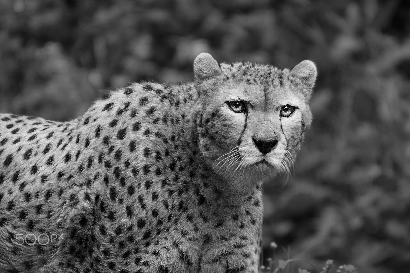 Sigma 150-500mm F5-6.3 DG OS HSM sample photo. Fa217 photography