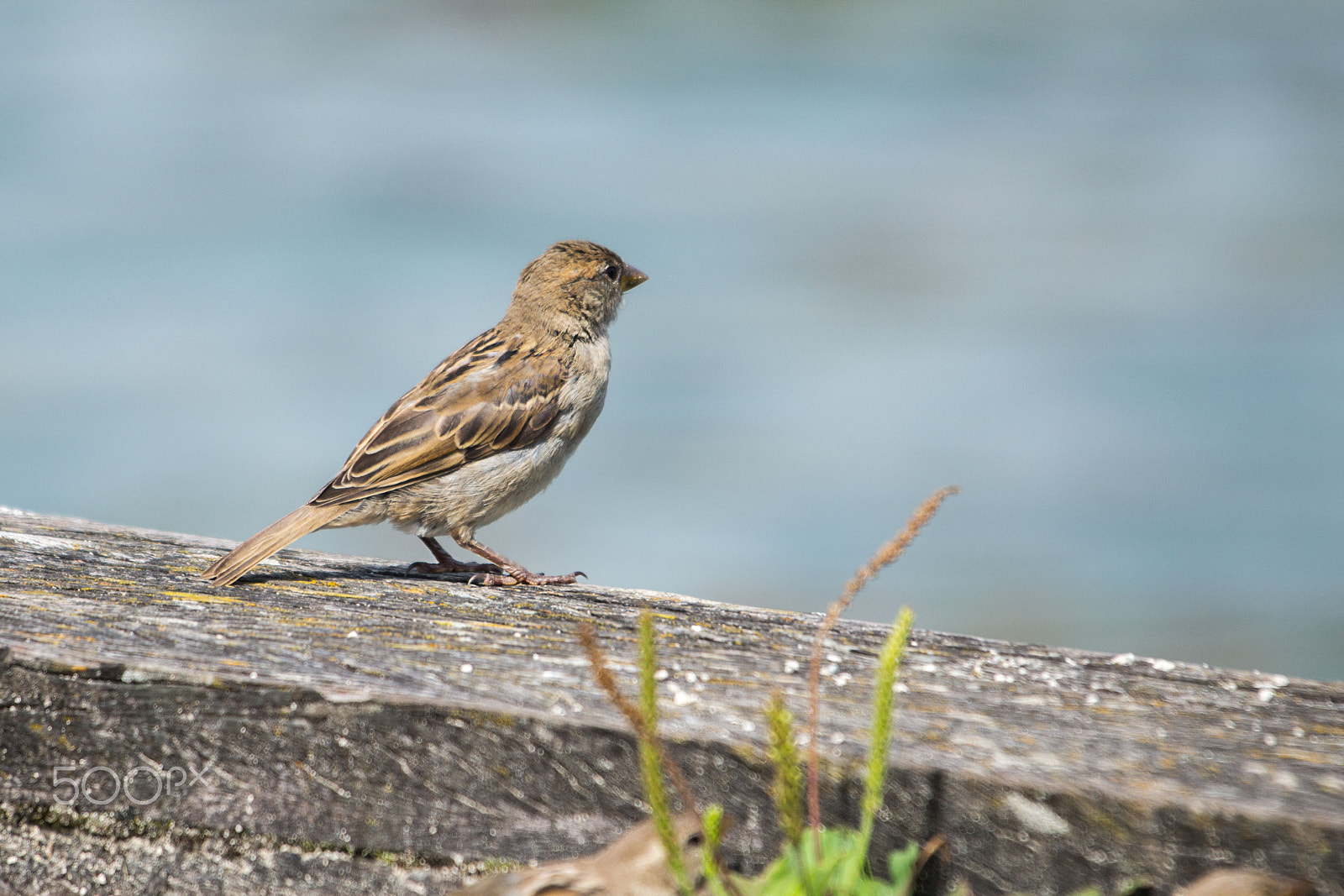 Sigma 150-500mm F5-6.3 DG OS HSM sample photo. Fa225 photography