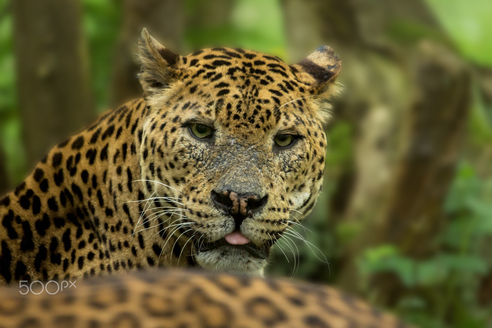 Sigma 150-500mm F5-6.3 DG OS HSM sample photo. Fa227 photography