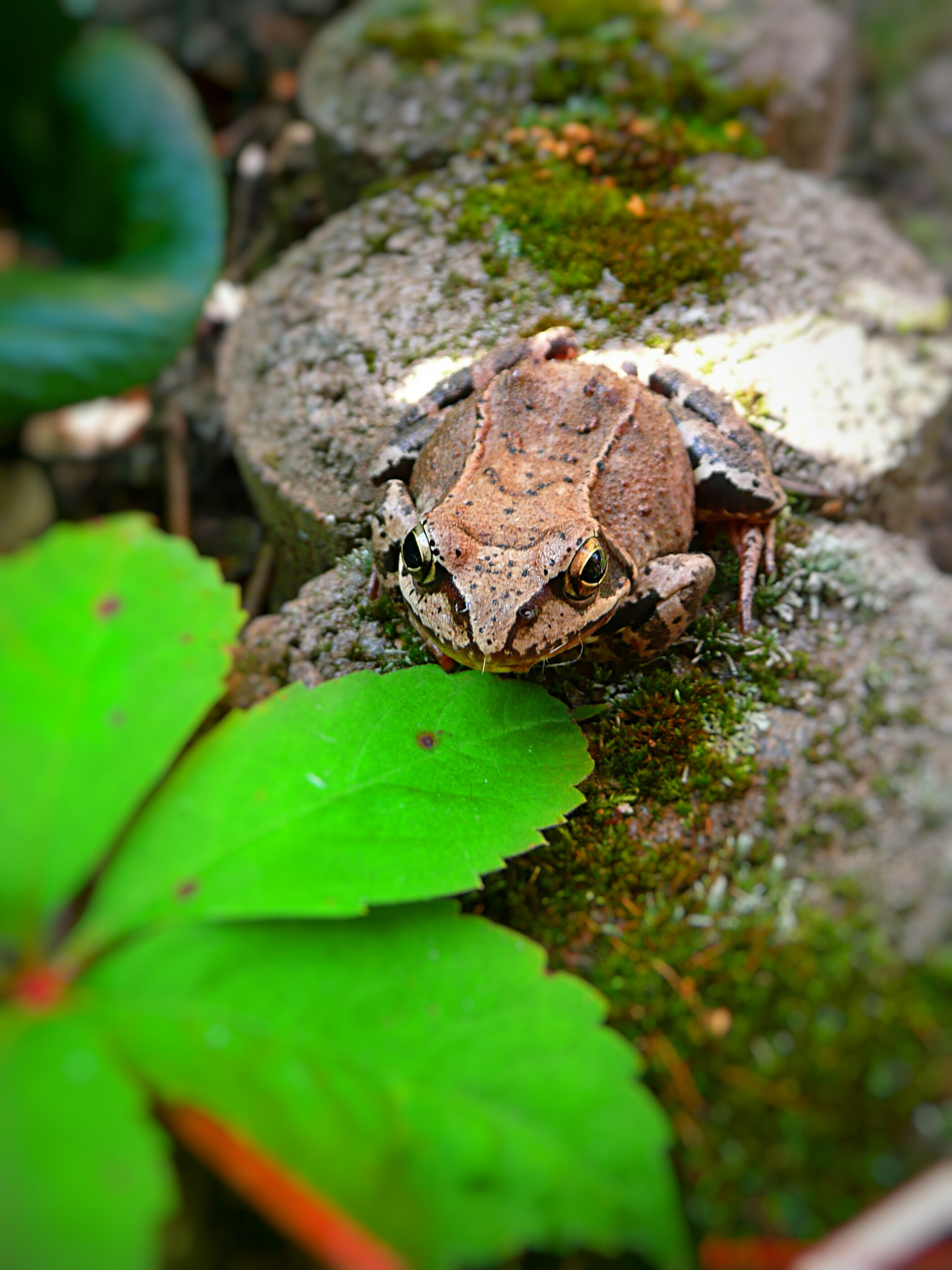 Panasonic DMC-TZ2 sample photo. Modeling frog photography