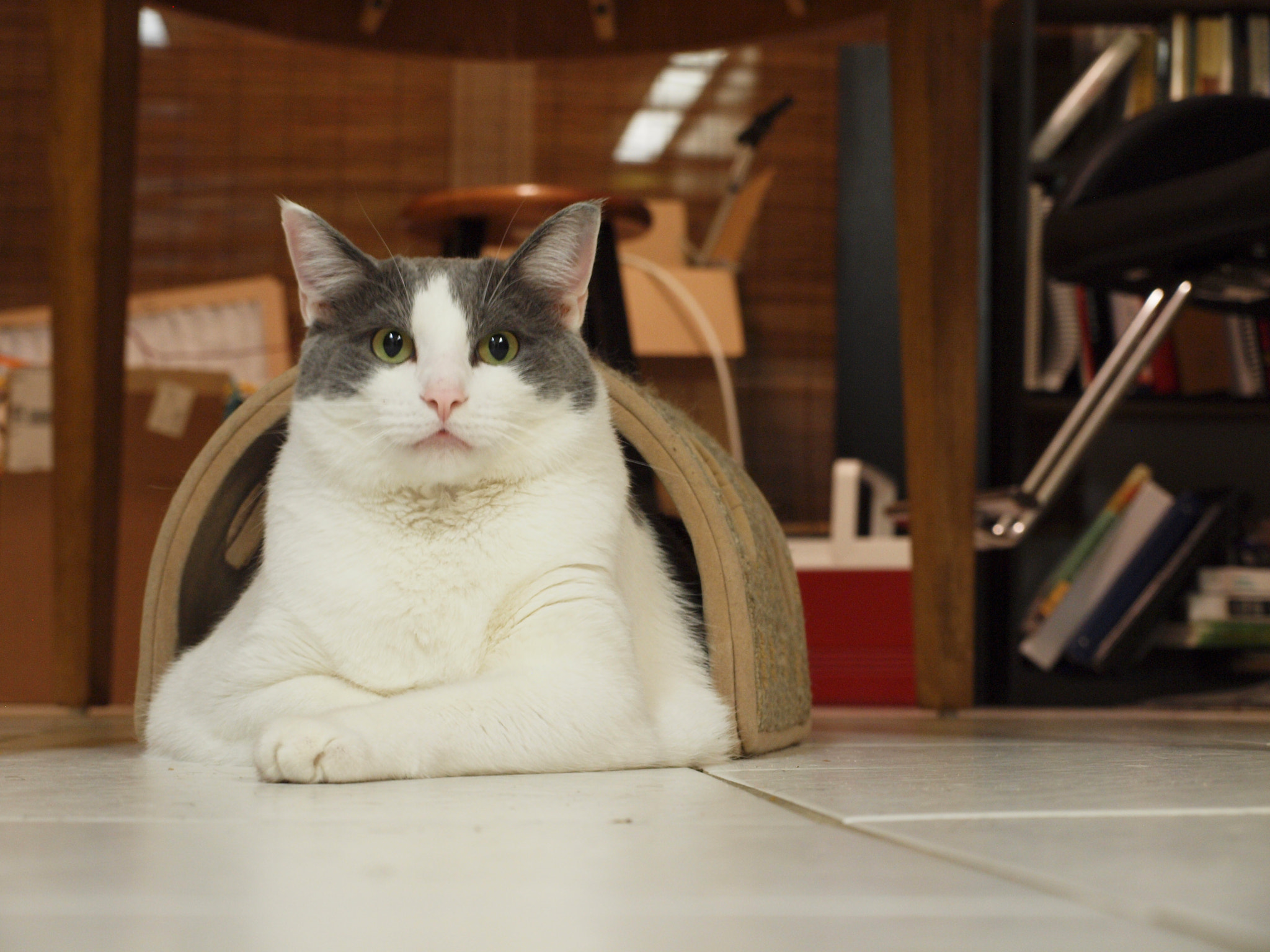 Olympus E-600 (EVOLT E-600) sample photo. His little home photography