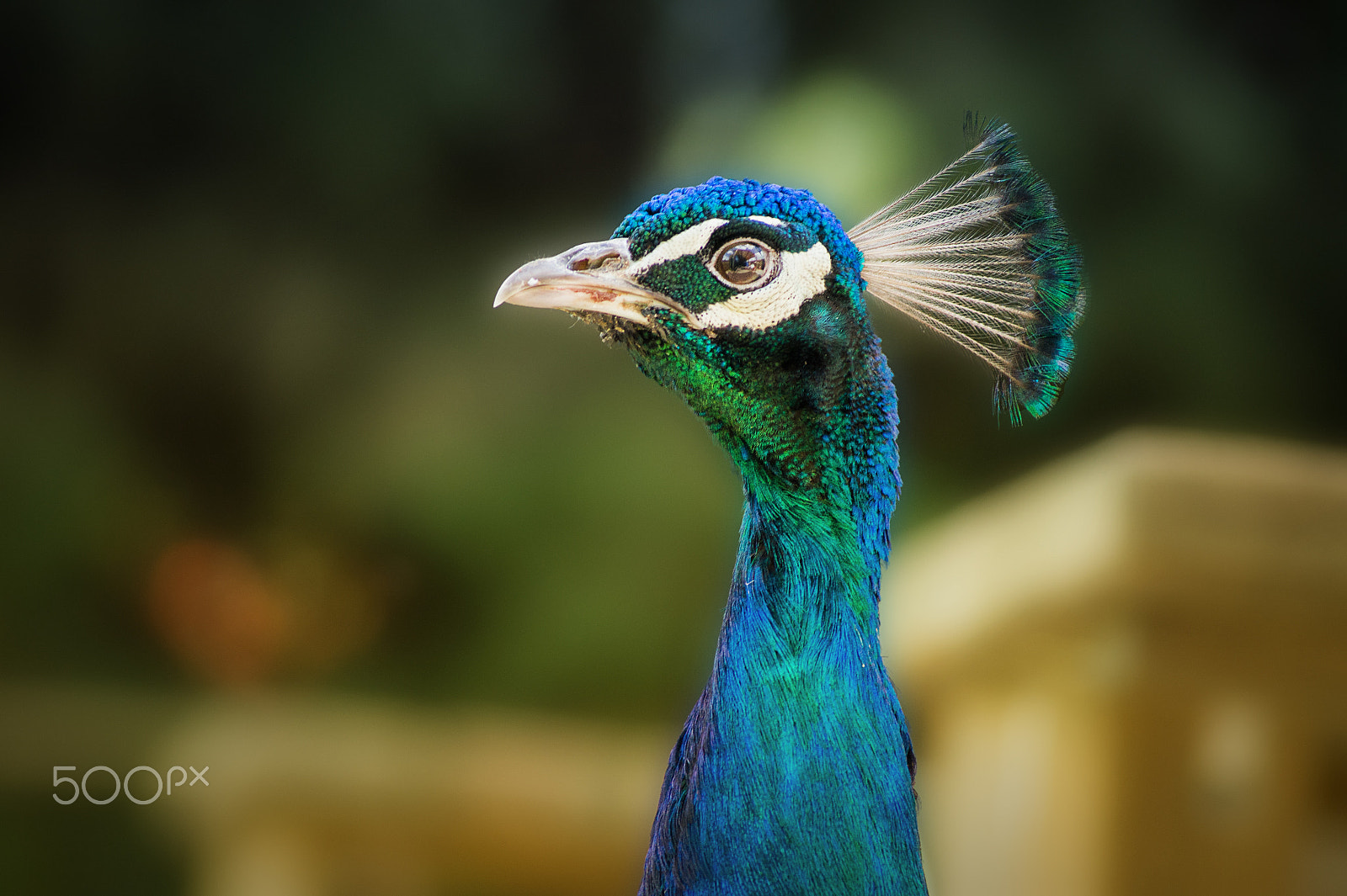 Sony DT 55-200mm F4-5.6 SAM sample photo. Fa245 photography