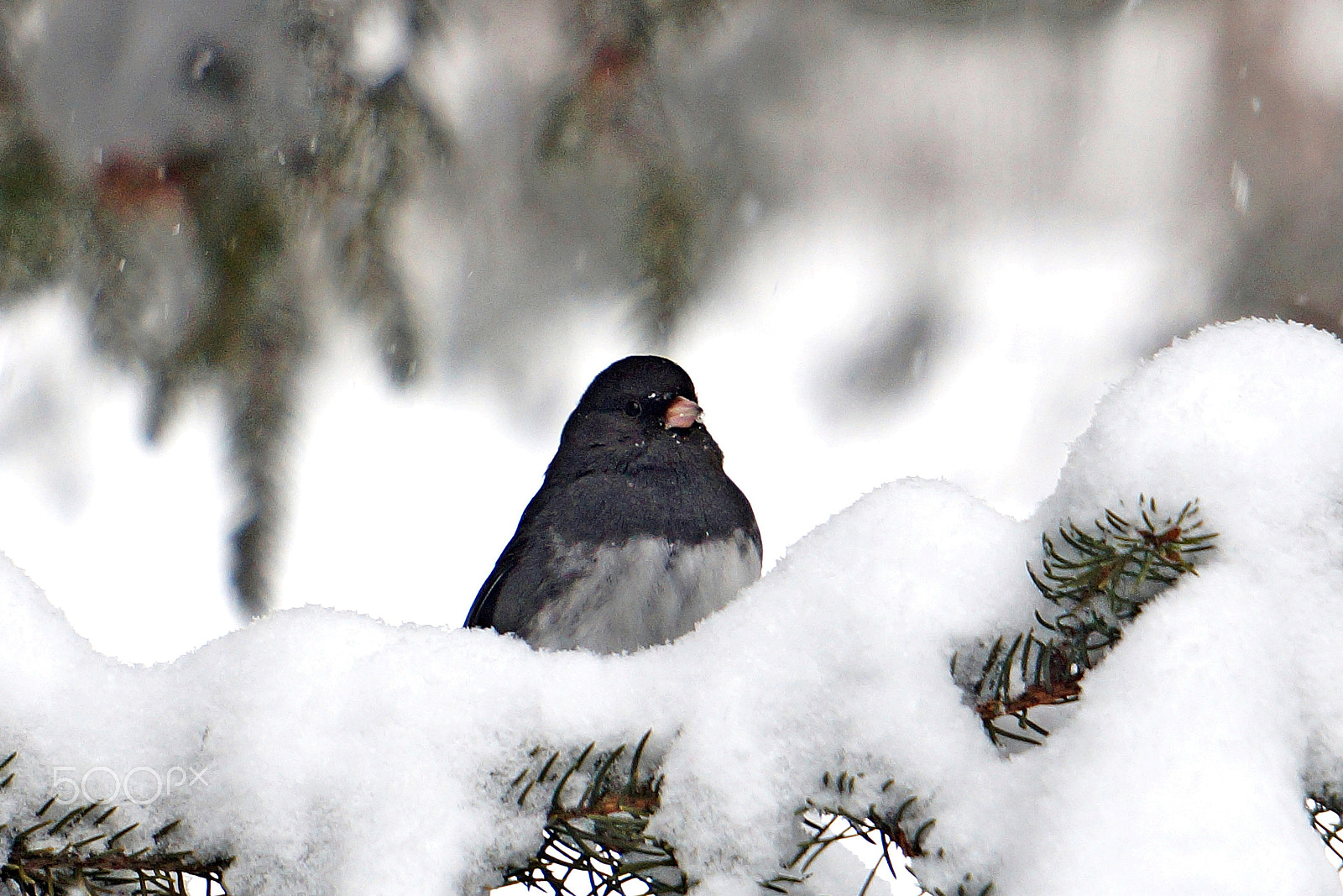 Sony Alpha a3000 + Sony FE 24-240mm F3.5-6.3 OSS sample photo. Dark-eyed junco during a blizzard photography