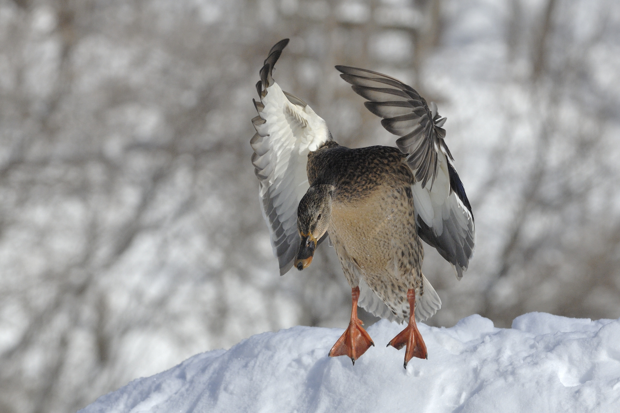 Nikon D2X sample photo. Female duck photography