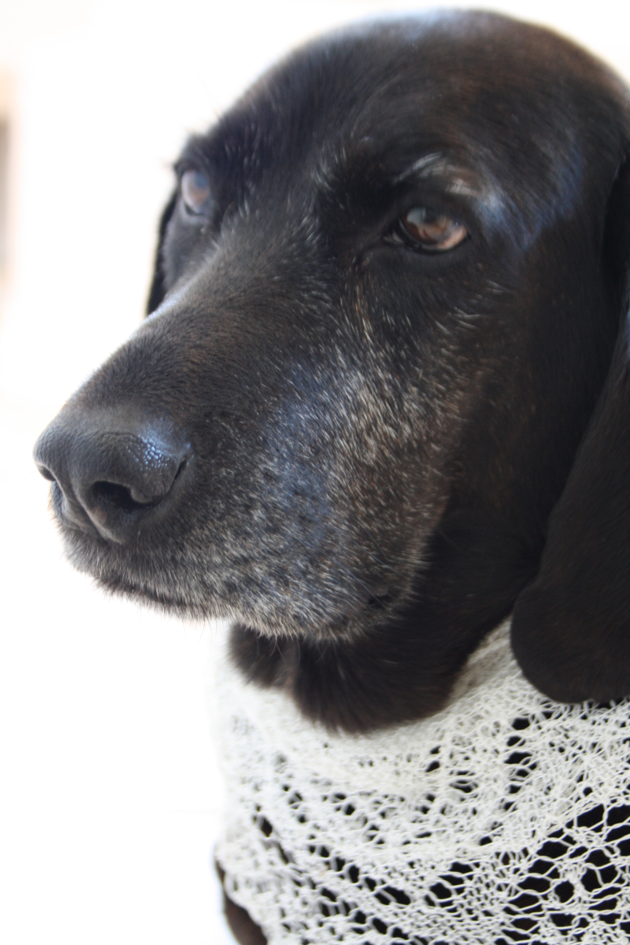 Canon EF-S 18-55mm F3.5-5.6 sample photo. Lacy lassie photography