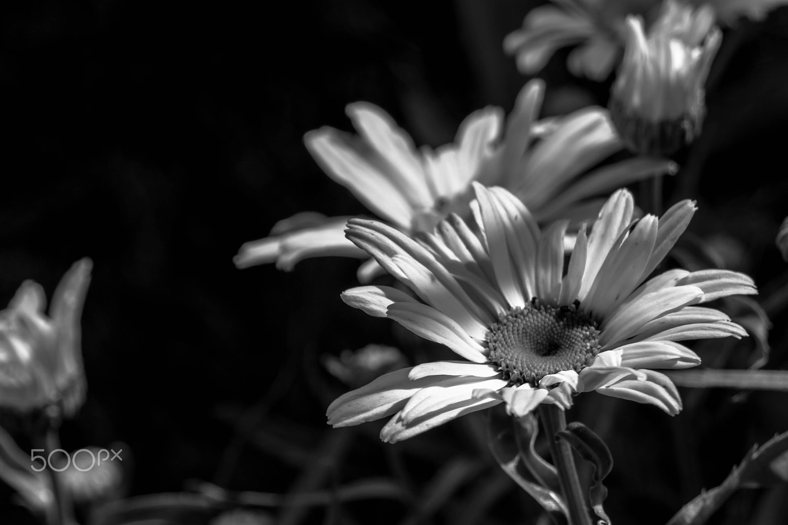 AF Zoom-Nikkor 28-105mm f/3.5-4.5D IF sample photo. Daisy photography