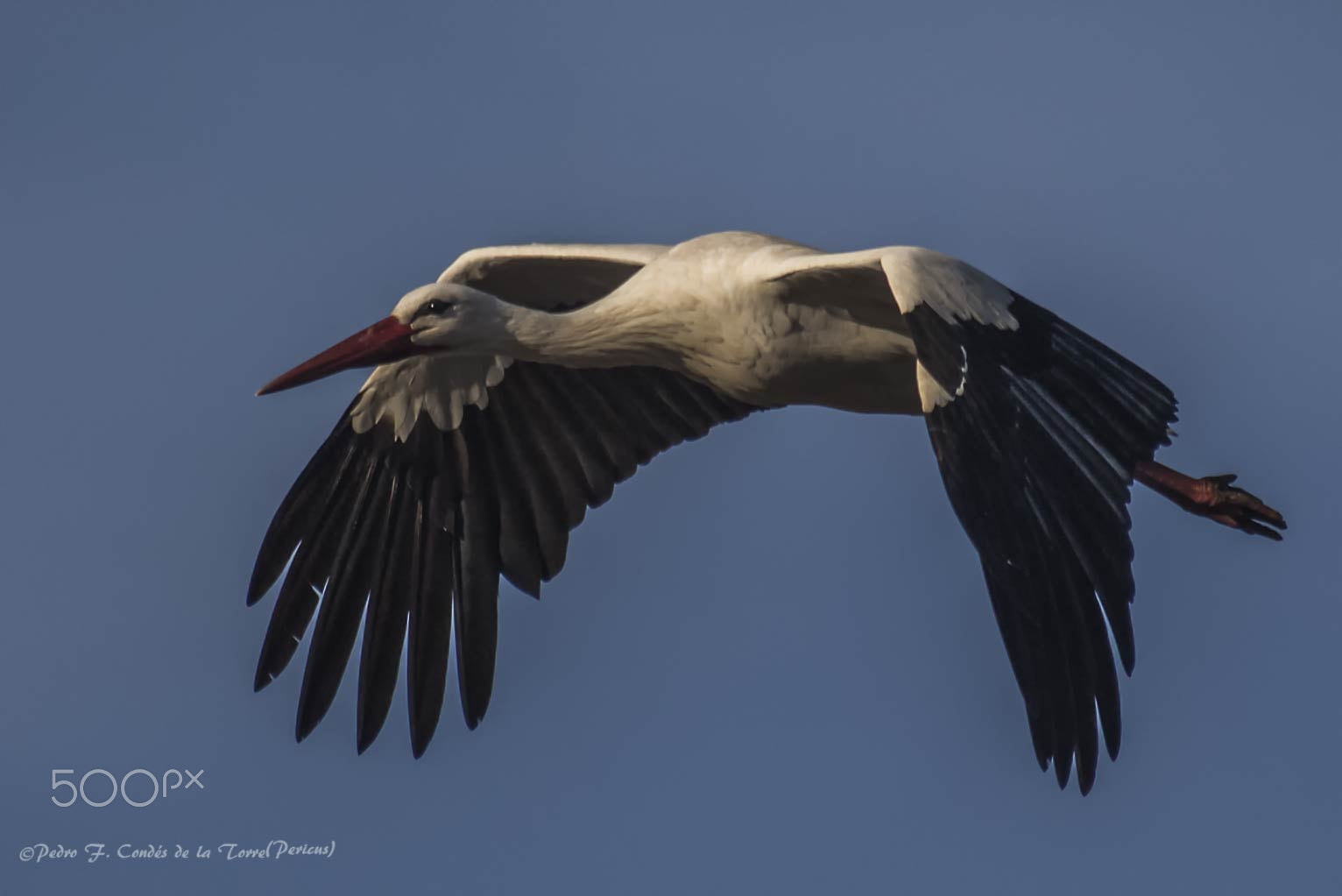 Canon EF 35-350mm F3.5-5.6L USM sample photo. Stork- cigüeñas photography