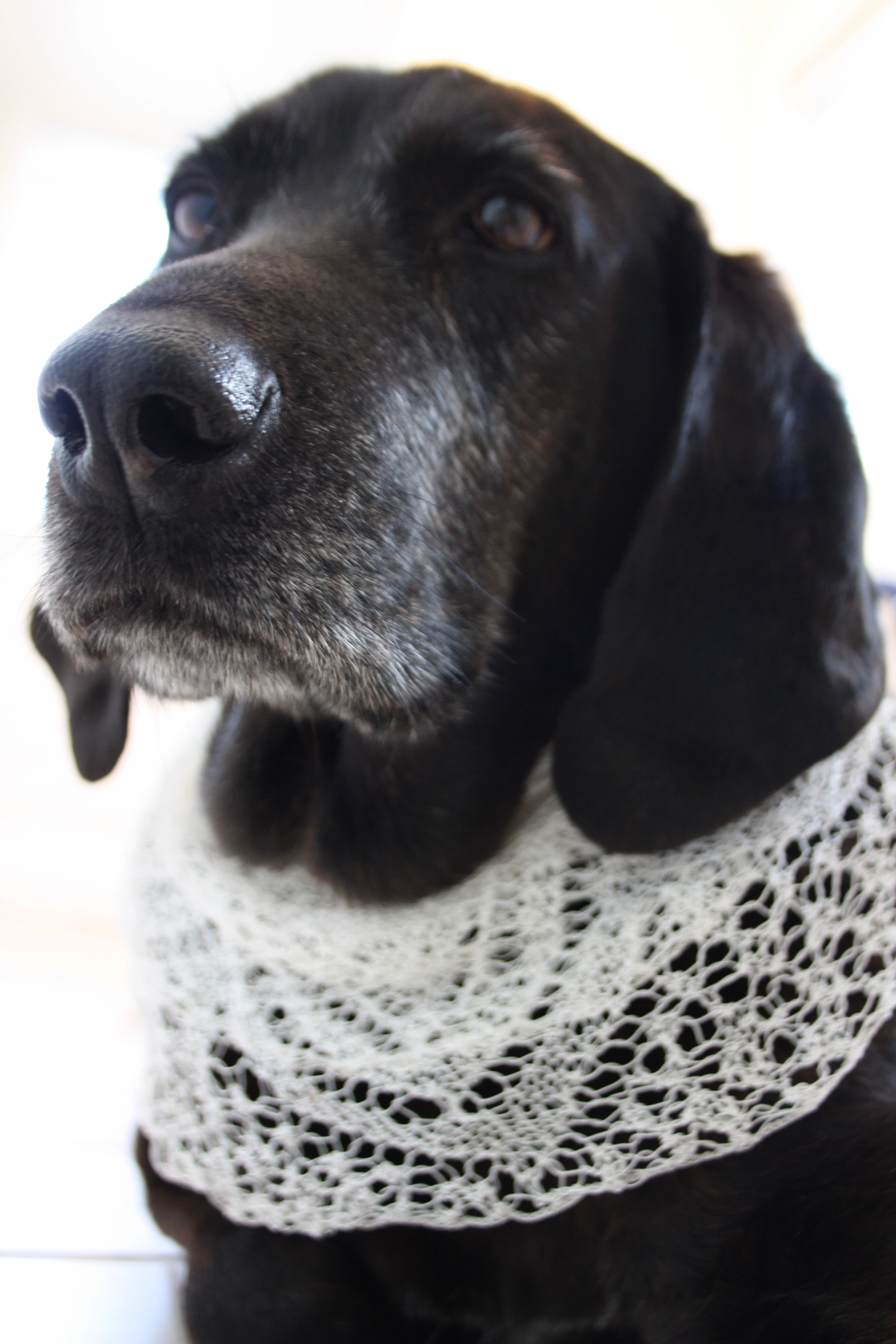 Canon EF-S 18-55mm F3.5-5.6 sample photo. Old lacy lab photography