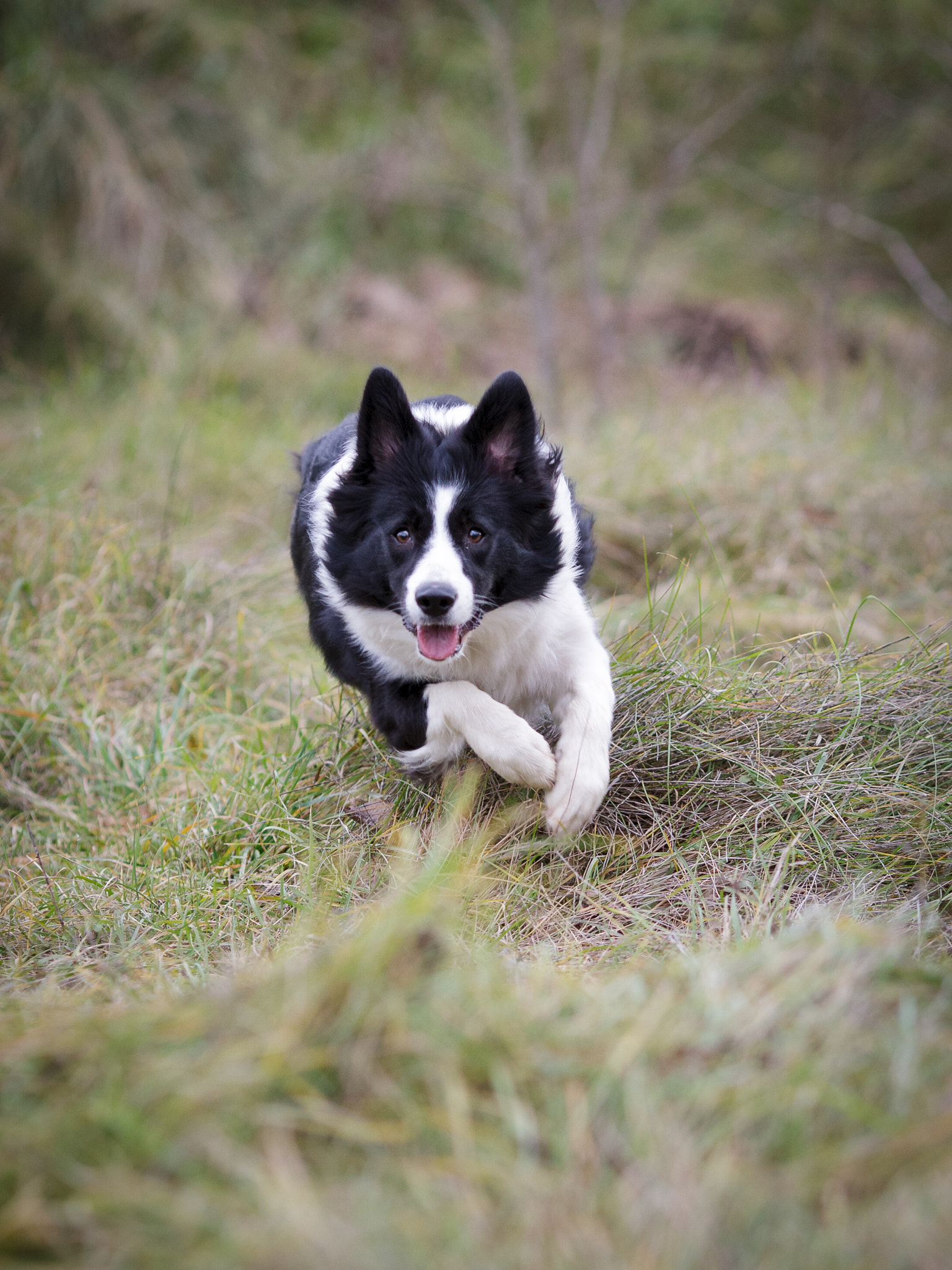 Canon EOS-1D Mark III + Canon EF 135mm F2L USM sample photo. Run like hell photography