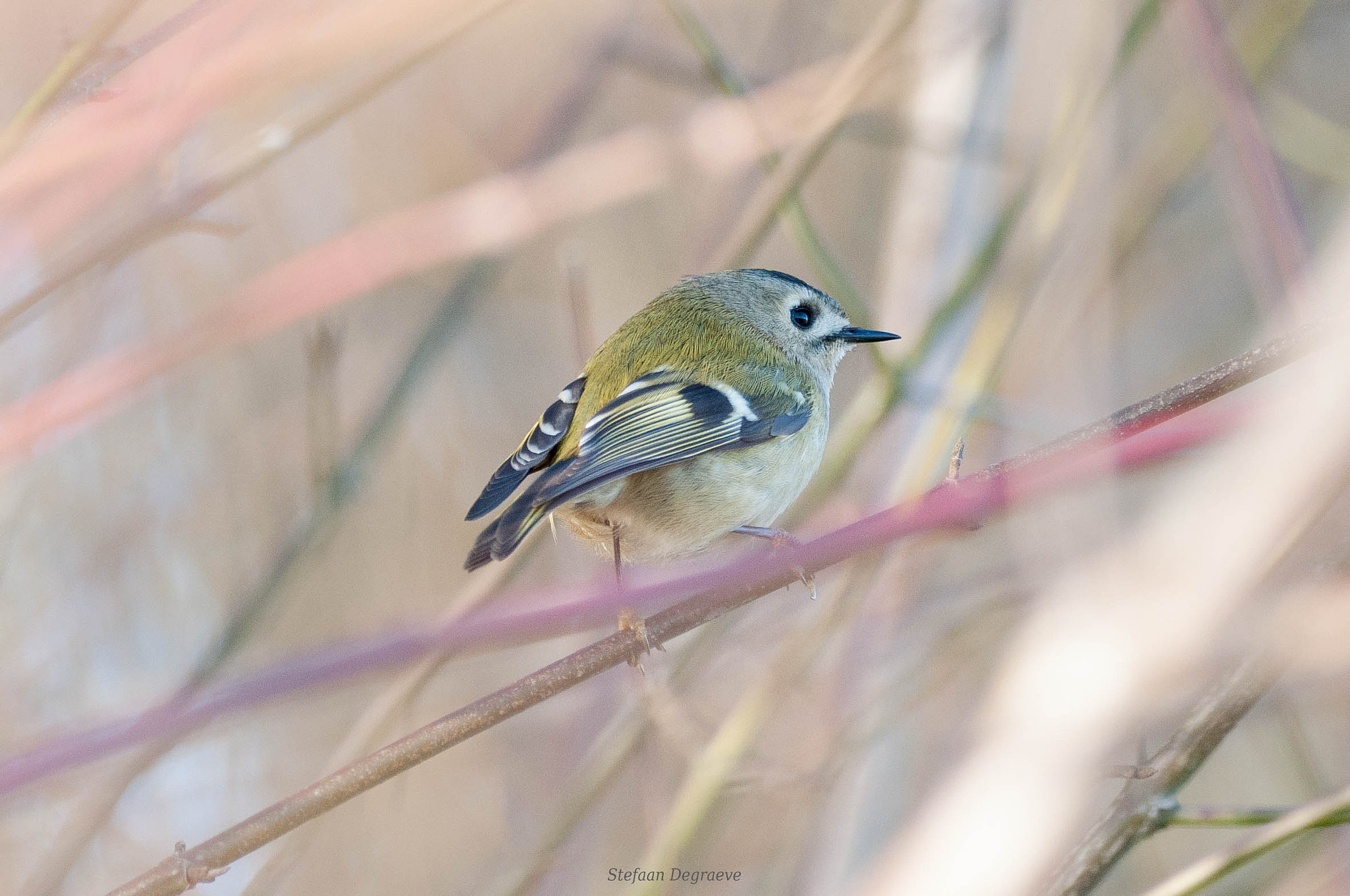 Sigma 150-600mm F5-6.3 DG OS HSM | C sample photo. Goudhaantje photography