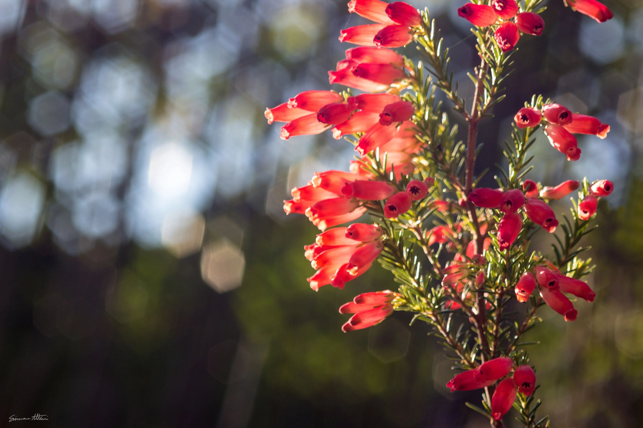 Canon EF 35-80mm f/4-5.6 sample photo. Flower photography