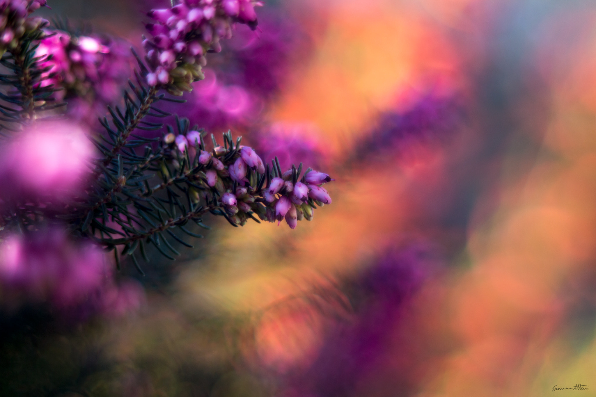 Canon EF 35-80mm f/4-5.6 sample photo. Erica photography