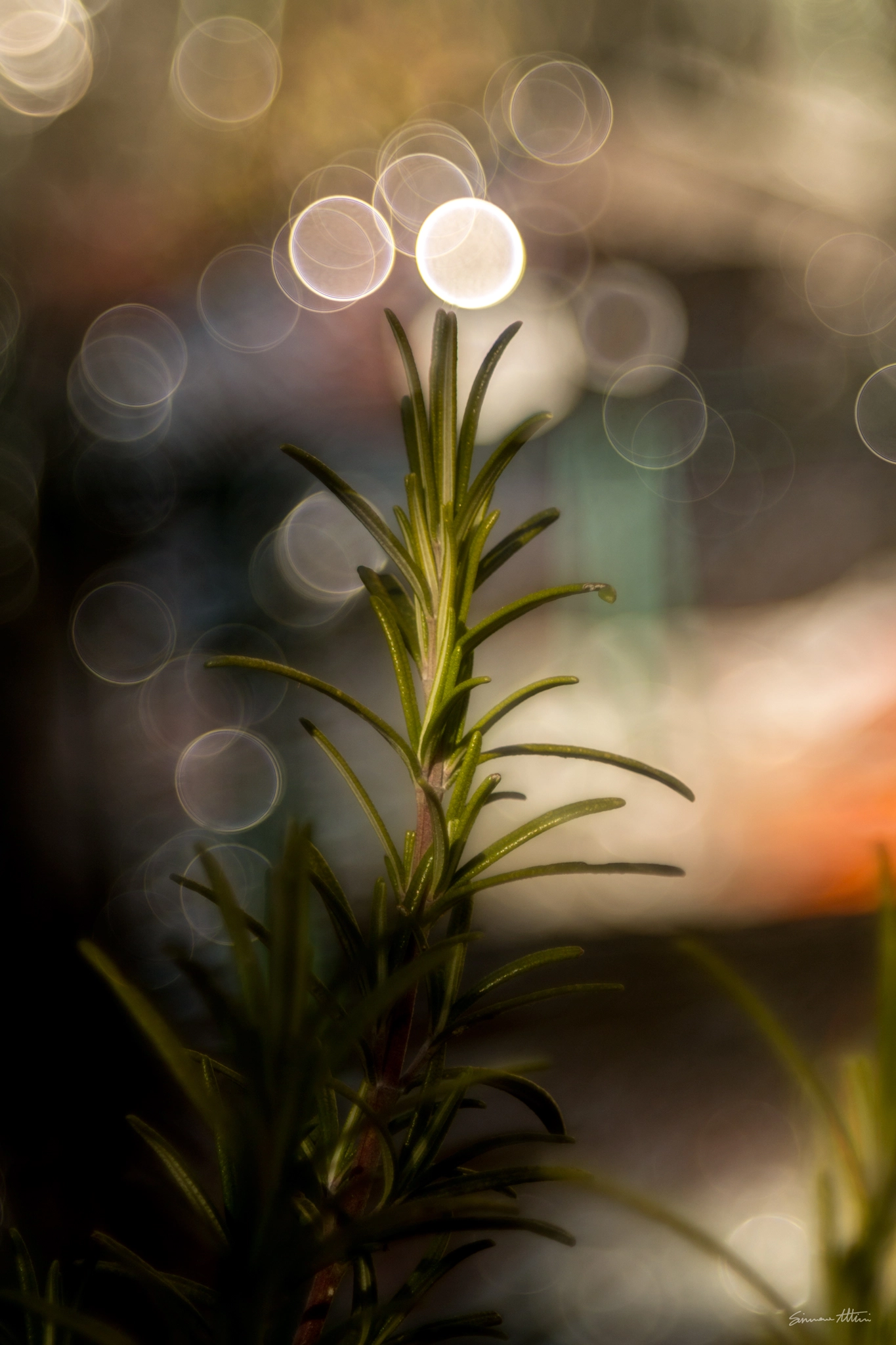 Canon EF 35-80mm f/4-5.6 sample photo. Rosmary photography