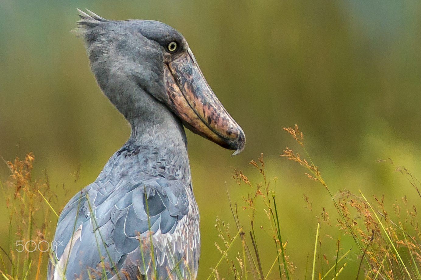 Nikon D800E + Nikon AF-S Nikkor 300mm F2.8G ED VR II sample photo. Shoebill portrait photography