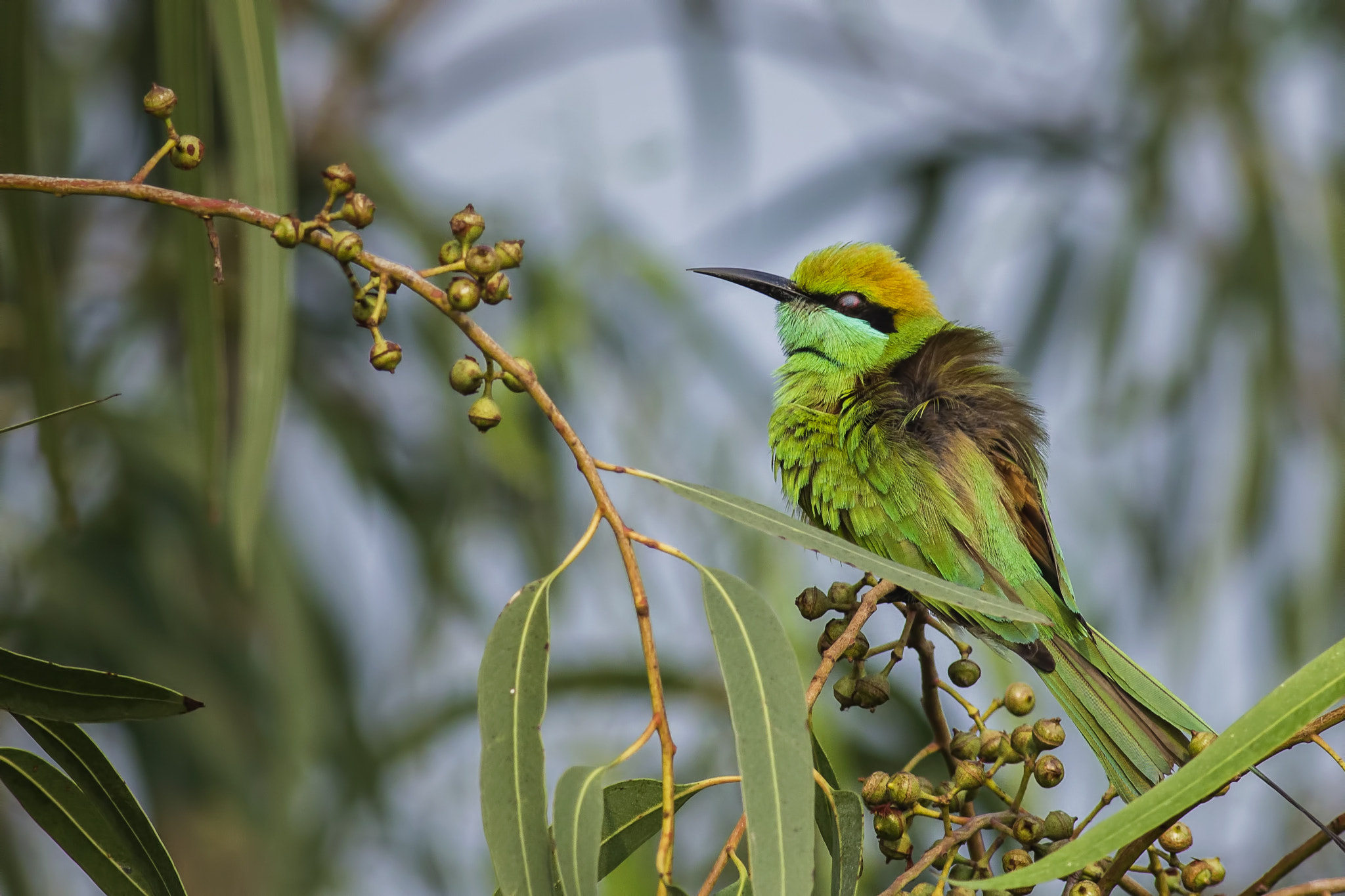 Canon EF 400mm F5.6L USM sample photo. Green bee eater photography