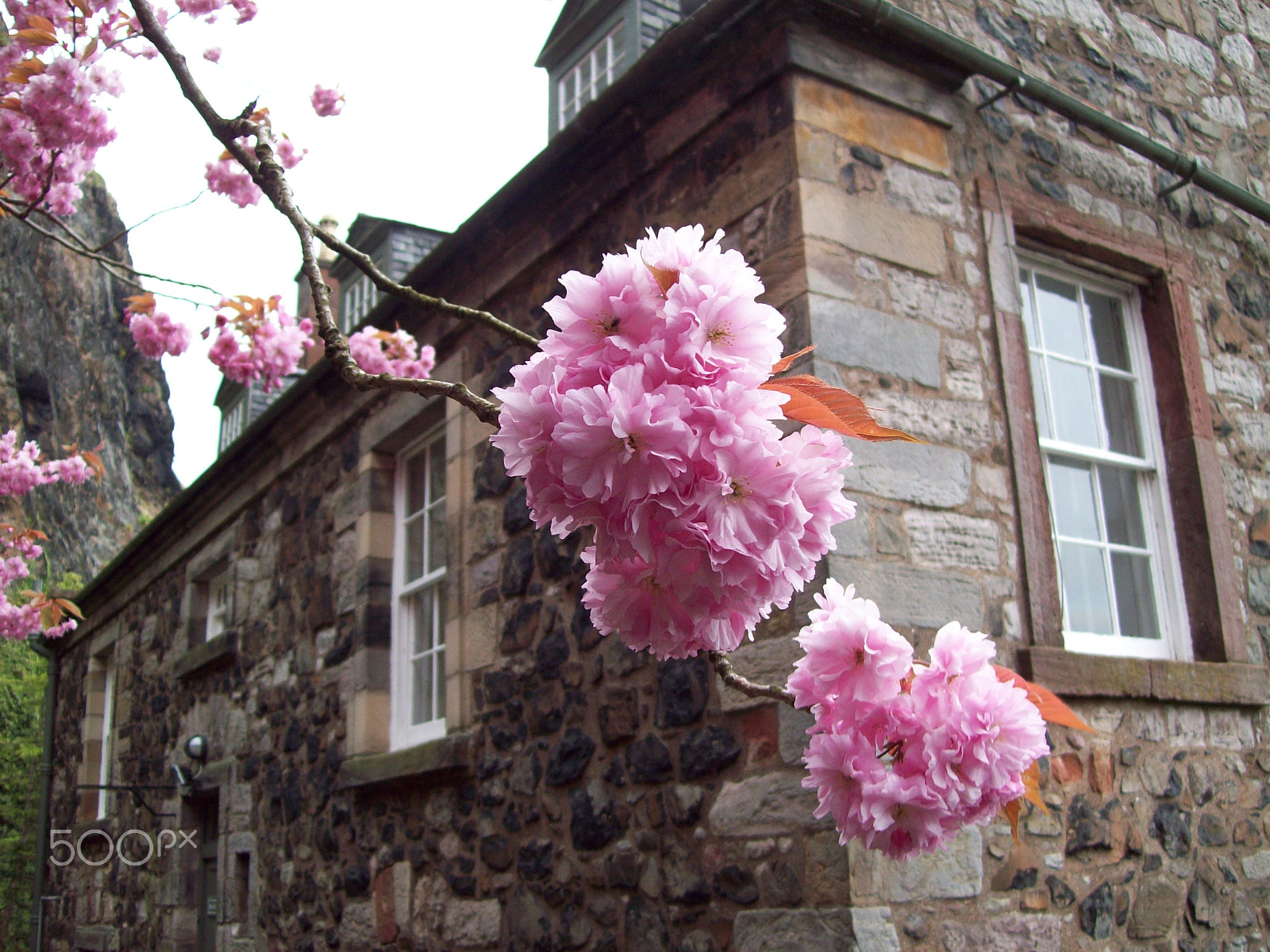 Kodak EASYSHARE C813 ZOOM DIGITAL CAMERA sample photo. Cherry blossom photography
