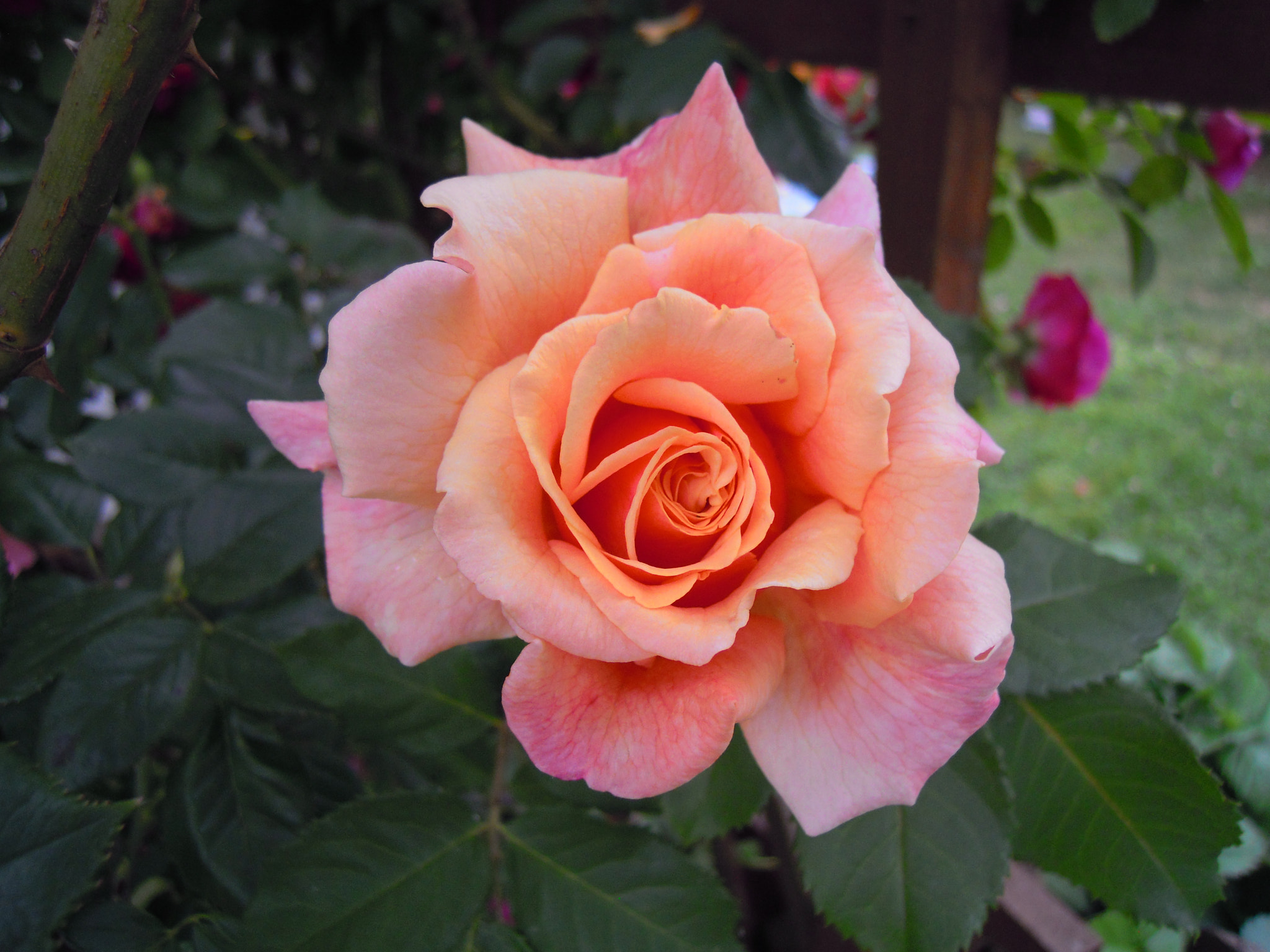 Nikon Coolpix S640 sample photo. Rose photography