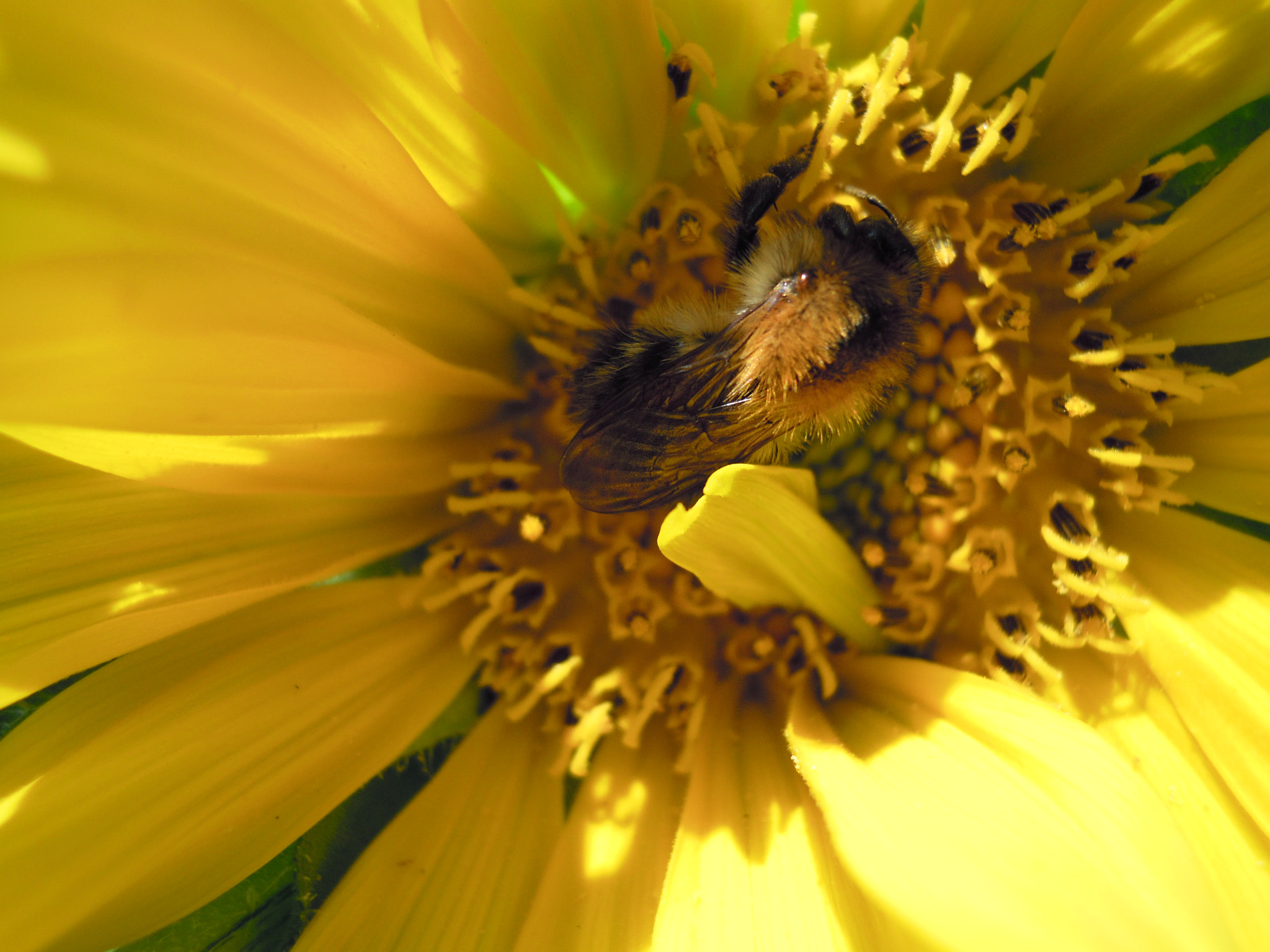 Nikon Coolpix S640 sample photo. Sunflower with bumblebee photography