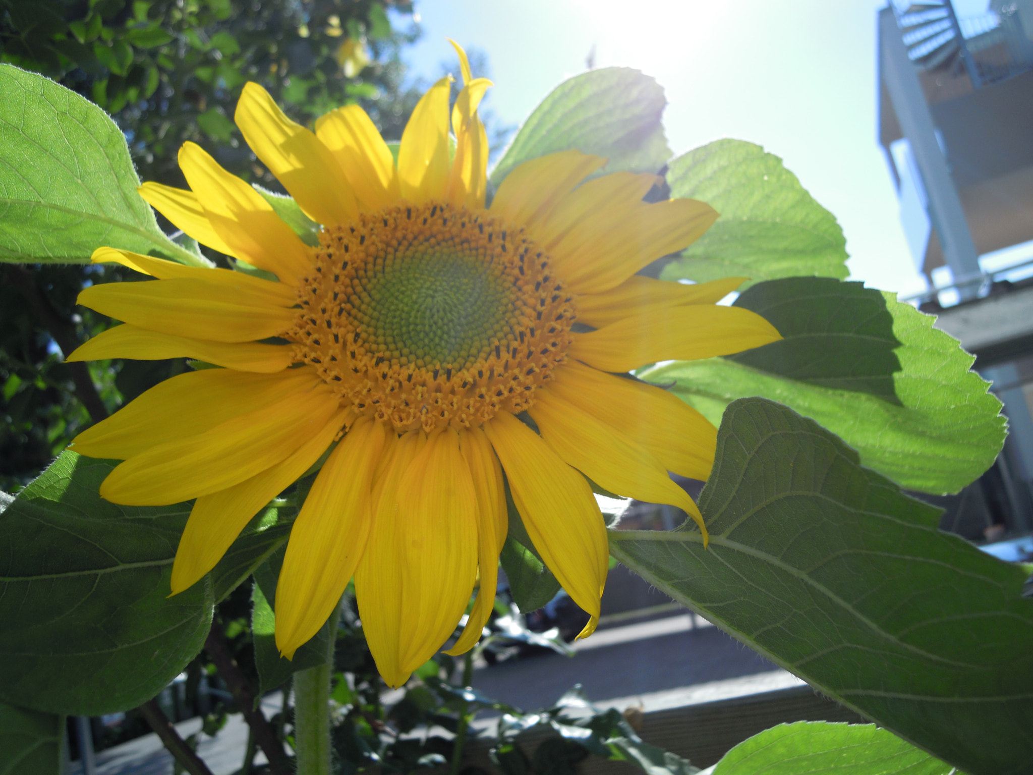 Nikon Coolpix S640 sample photo. Sunflower photography