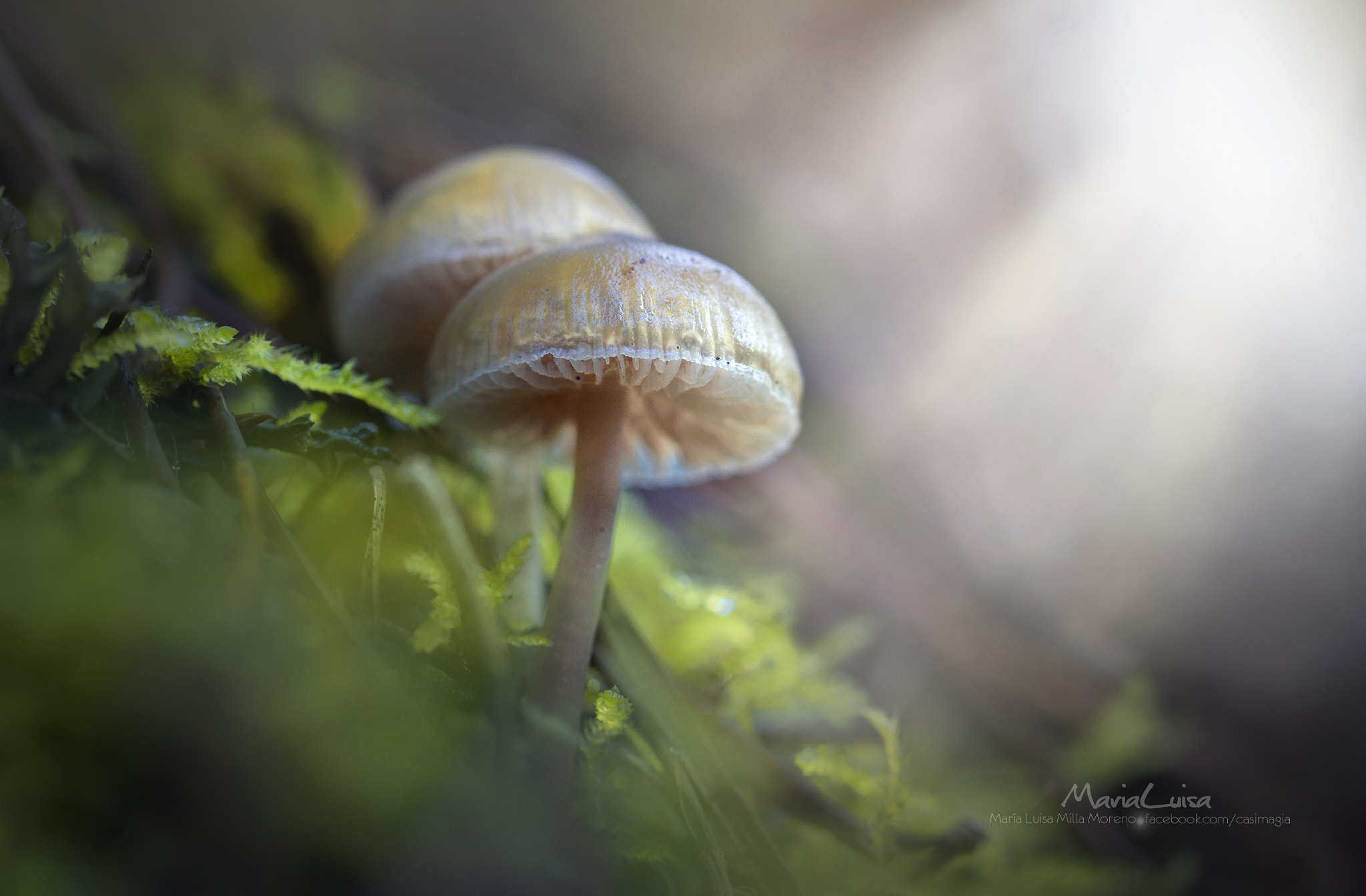Canon EF 100mm F2.8 Macro USM sample photo. Silence photography