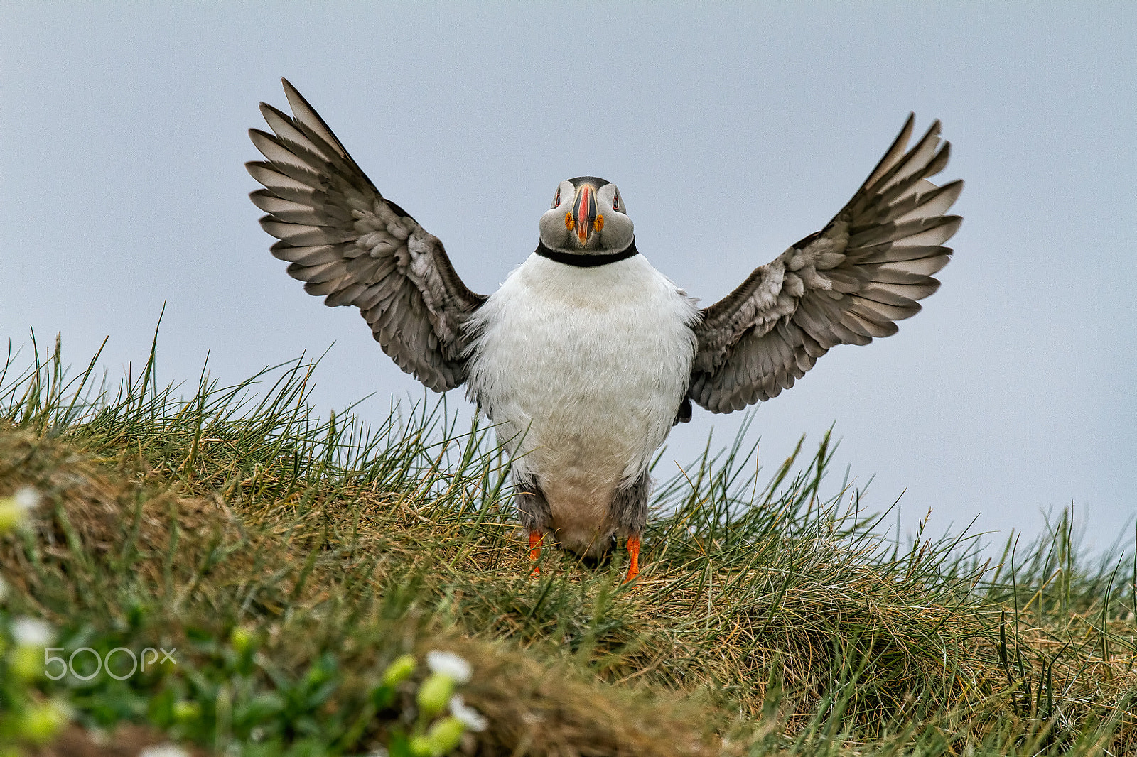 Canon EOS 7D + Canon EF 300mm F2.8L IS II USM sample photo. Cooeee - gimme a hug ! photography