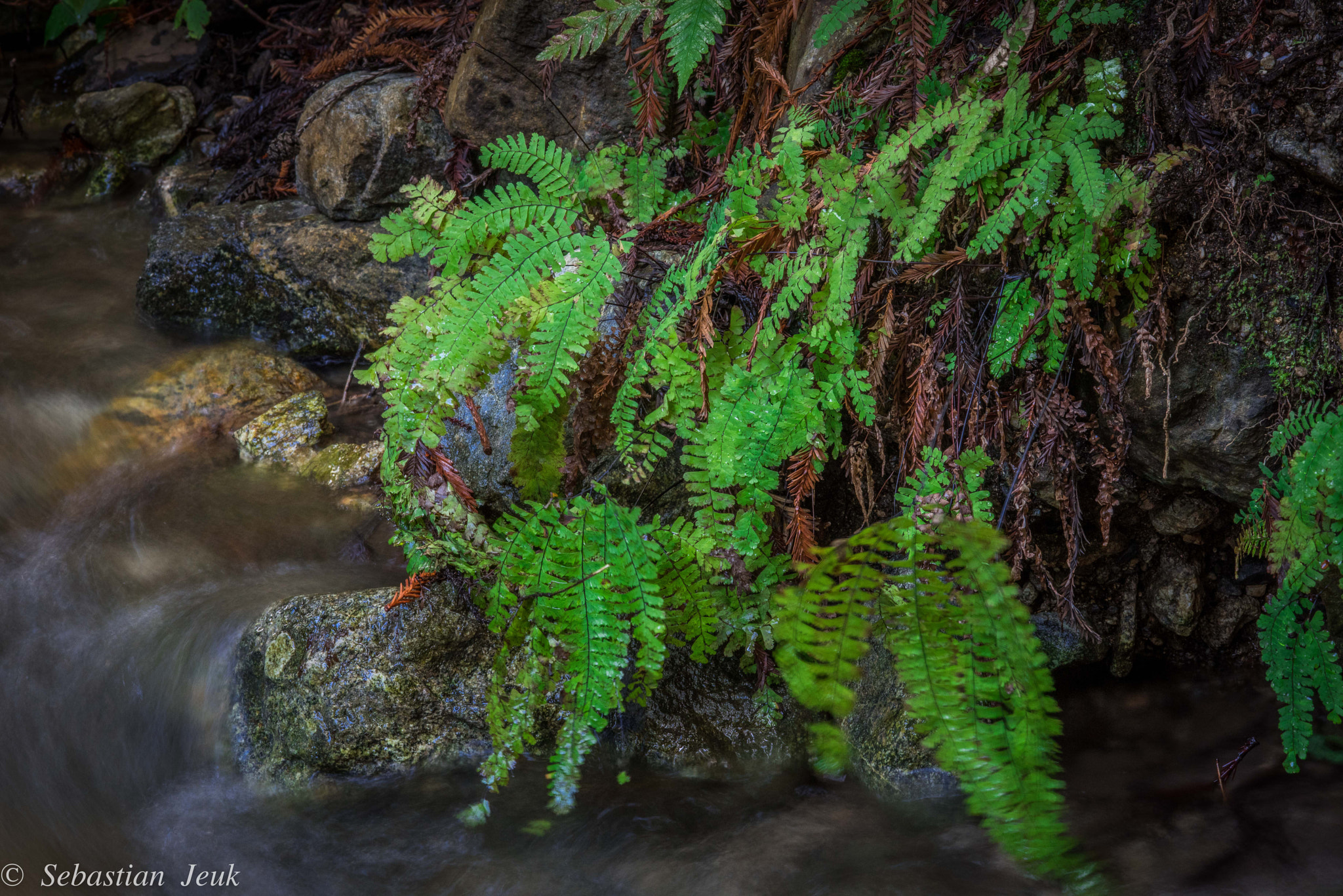 ZEISS Milvus 100mm F2 Macro sample photo. Big sur january 2016 photography