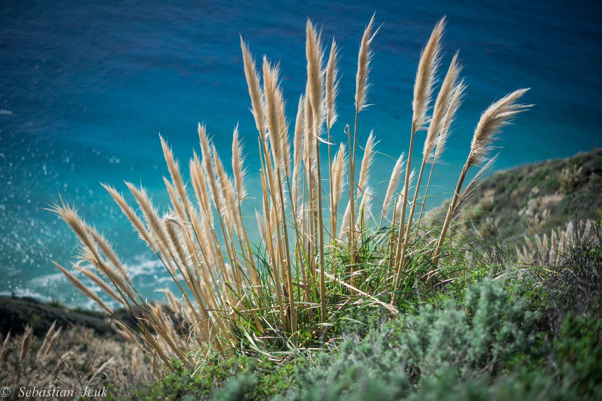 ZEISS Milvus 50mm F1.4 sample photo. Big sur january 2016 photography