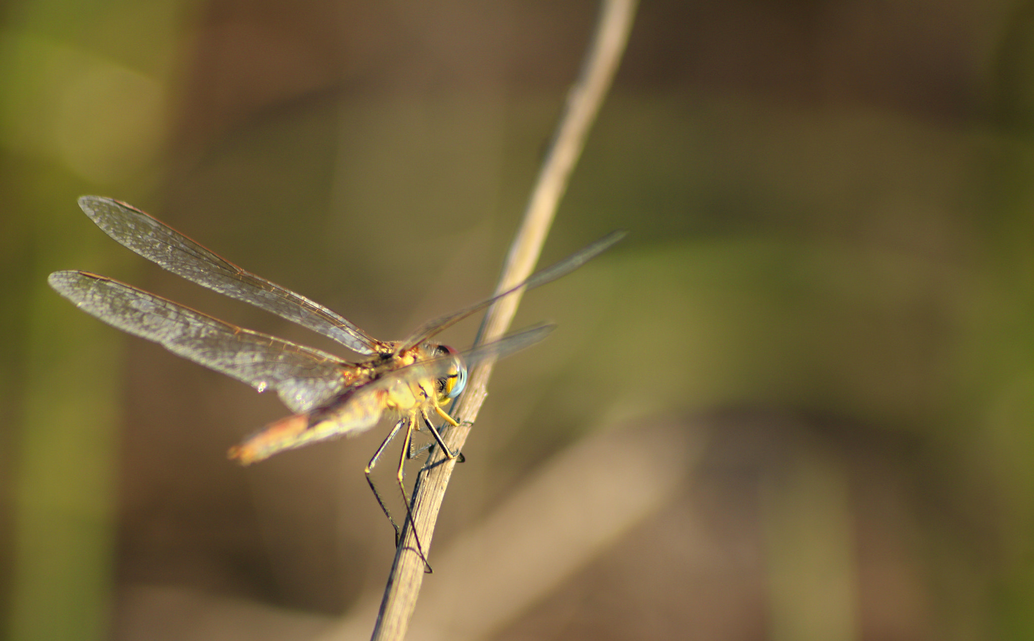 Sigma 70-300mm F4-5.6 APO DG Macro sample photo. Ria formosa photography