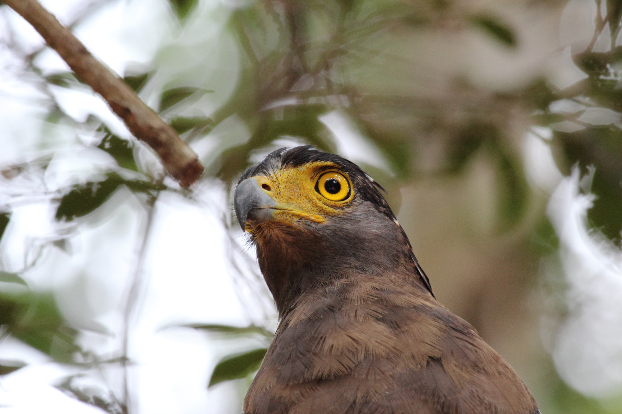 Canon EOS 600D (Rebel EOS T3i / EOS Kiss X5) + Canon EF 100-400mm F4.5-5.6L IS USM sample photo. Serpent eagle photography