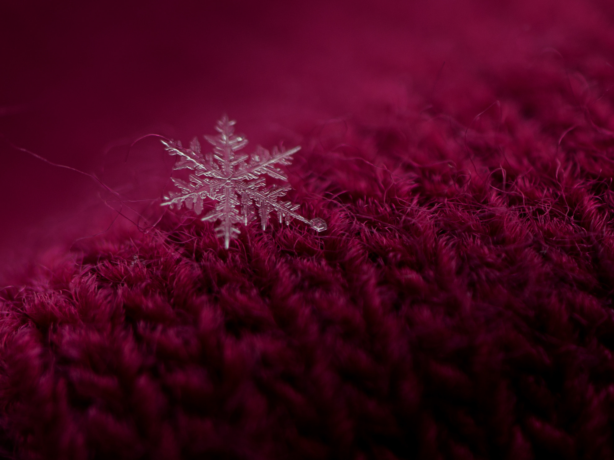 Samsung NX300 + Samsung NX 60mm F2.8 Macro ED OIS SSA sample photo. ... photography