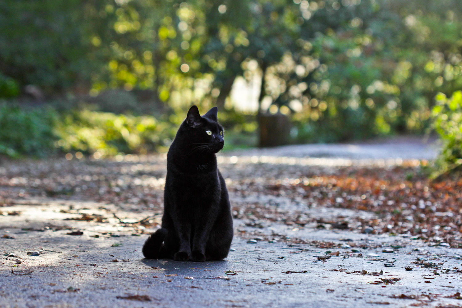 Canon EOS 7D + Canon EF 100mm F2.8 Macro USM sample photo. My familiar photography