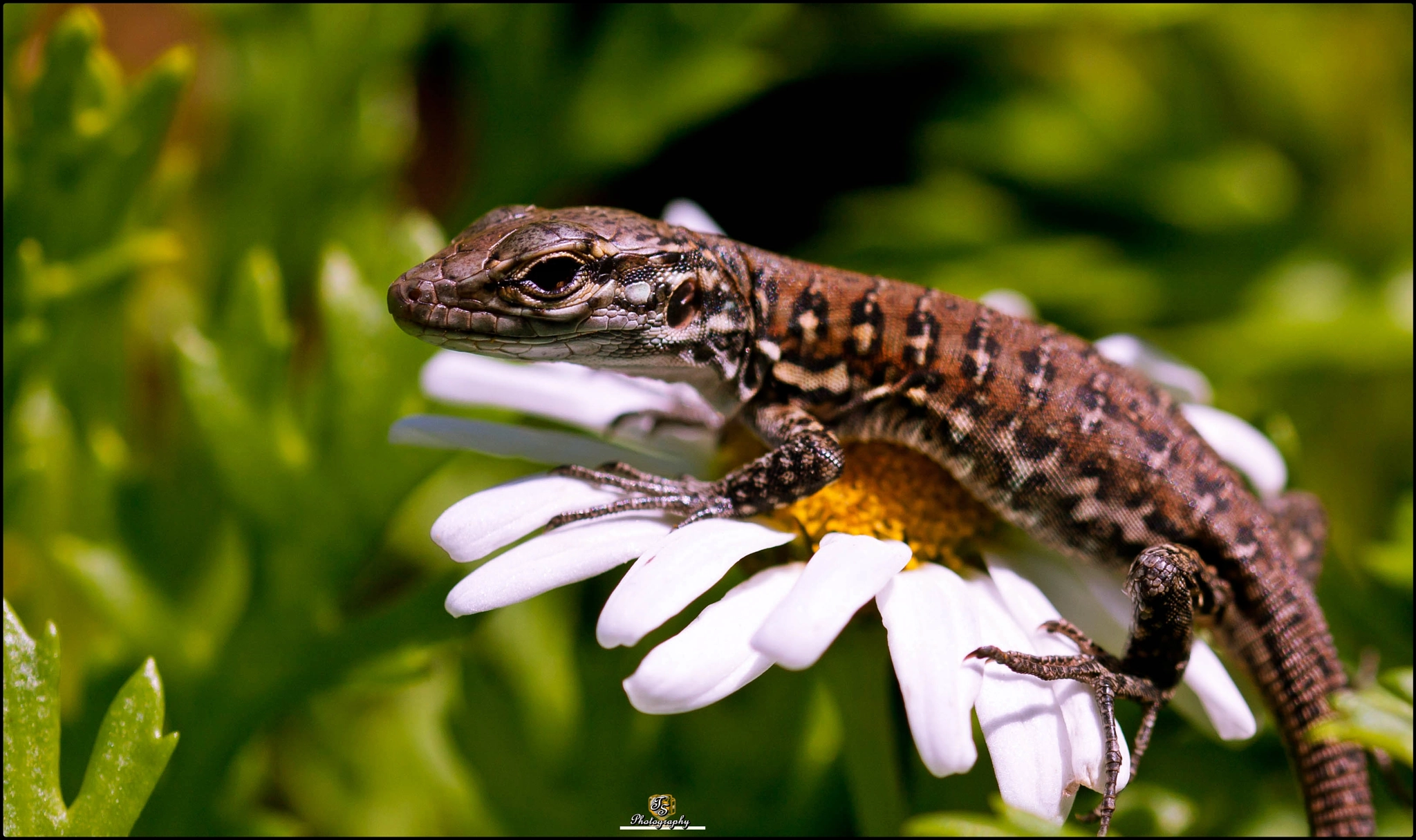 Sigma 105mm F2.8 EX DG OS HSM sample photo. Alligator photography