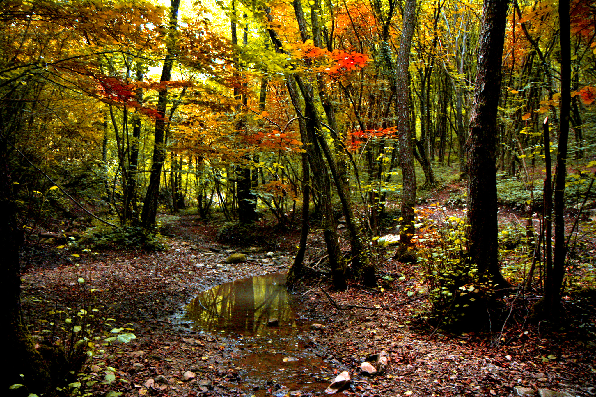 Canon EF-S 17-55mm F2.8 IS USM sample photo. The woods photography
