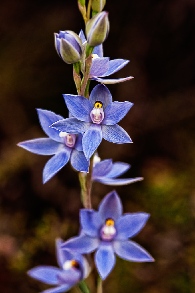 Scented Sun Orchid by Paul Amyes on 500px.com