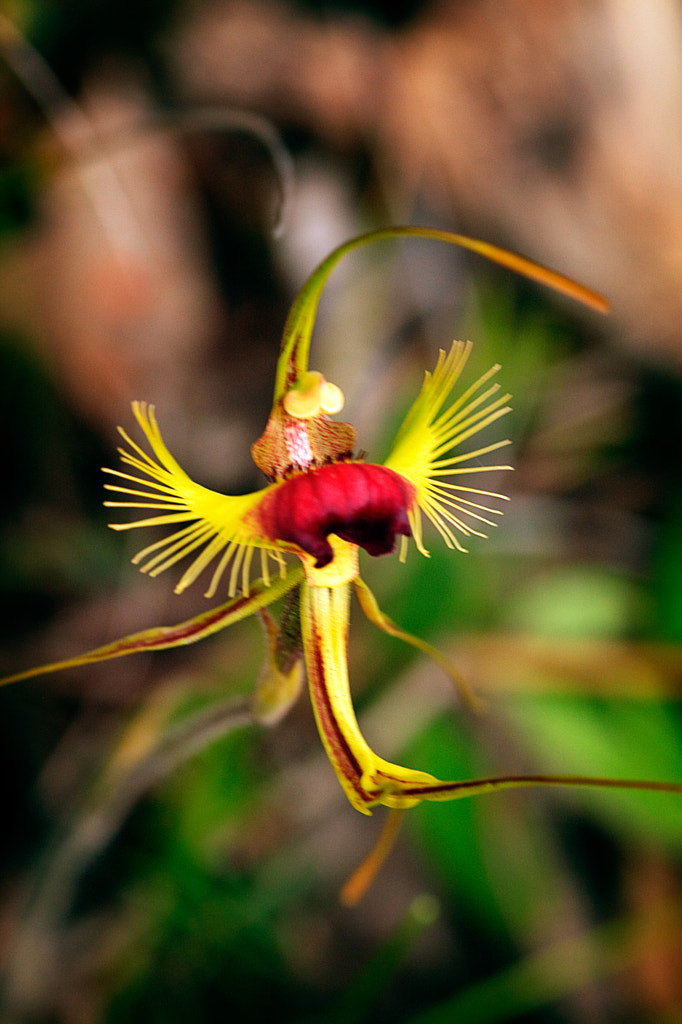Butterfly Orchid by Paul Amyes on 500px.com