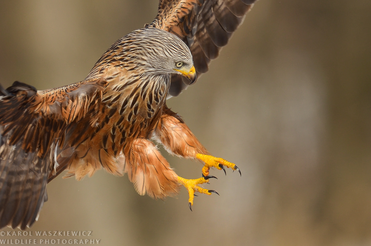 Nikon D7000 + Nikon AF-S Nikkor 600mm F4G ED VR sample photo. Red kite claws photography