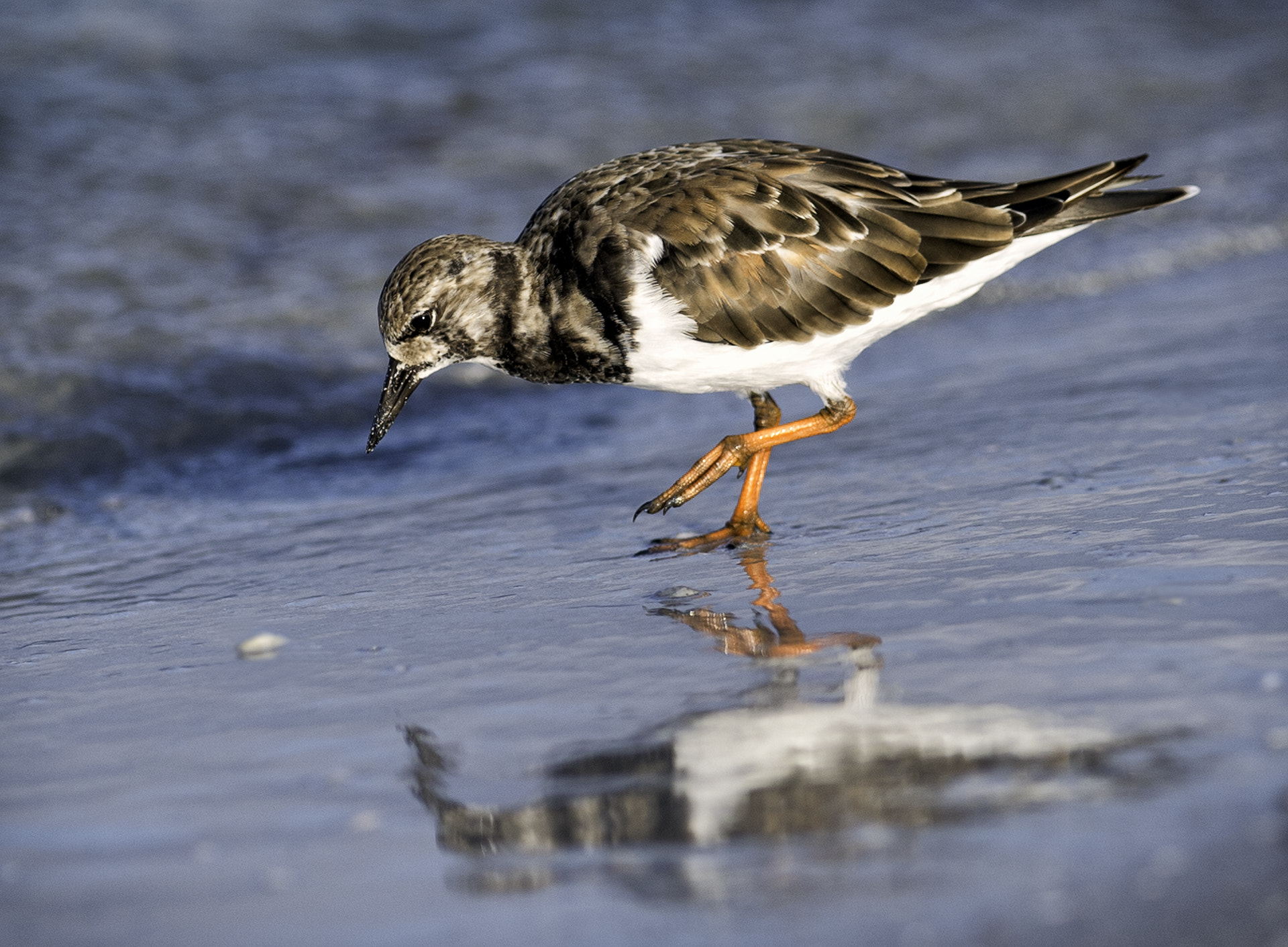 Nikon AF-S Nikkor 300mm F2.8G ED-IF VR sample photo. Ruddy turnstone photography