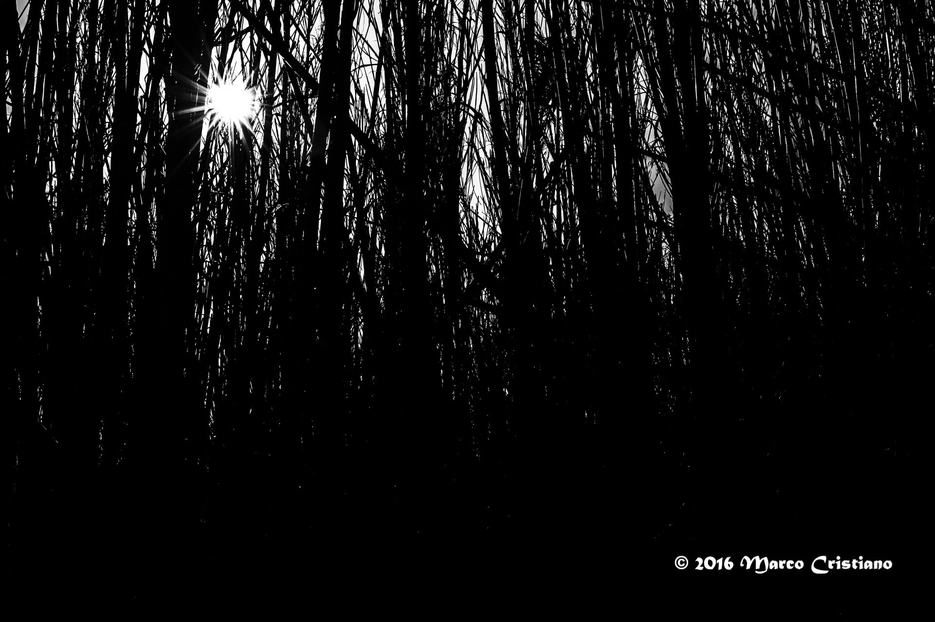 AF Zoom-Nikkor 28-70mm f/3.5-4.5 sample photo. Il sole tra la boscaglia... photography