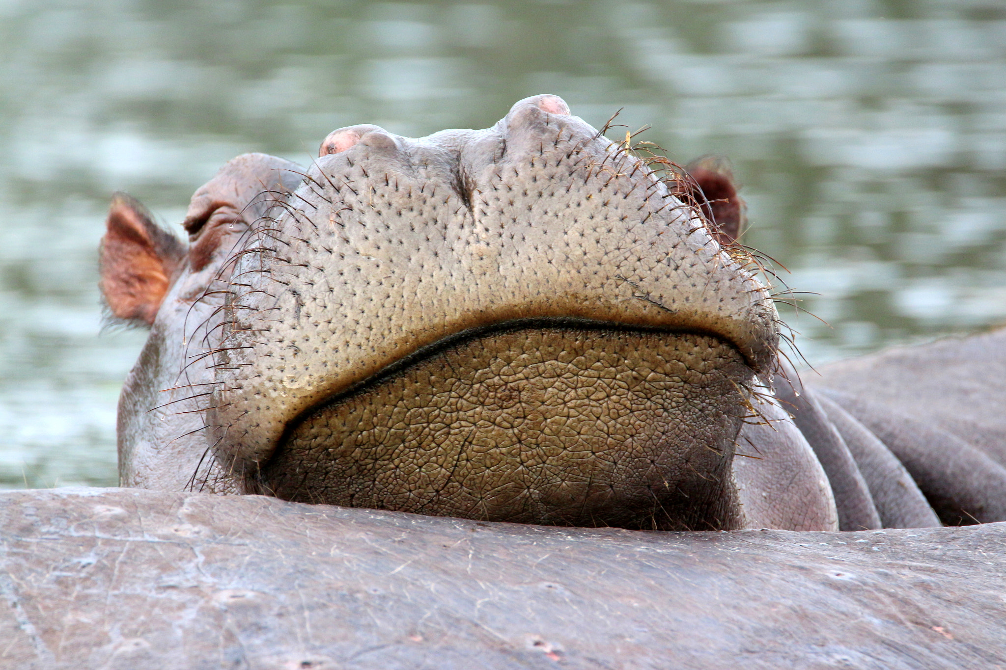 Tamron SP 150-600mm F5-6.3 Di VC USD sample photo. Hippo sleeping photography