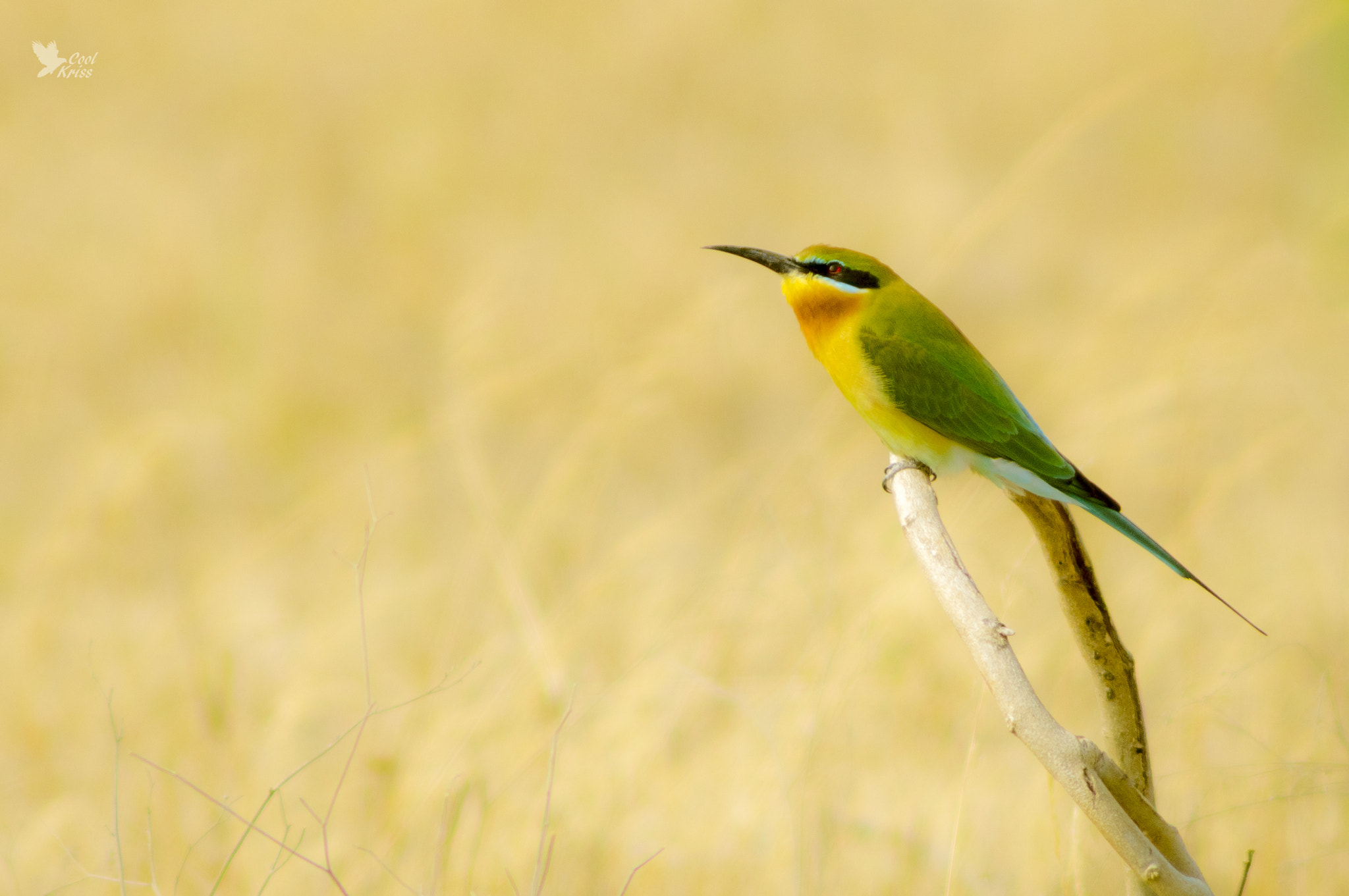 Sony 75-300mm F4.5-5.6 sample photo. Blue tailed bee eater photography